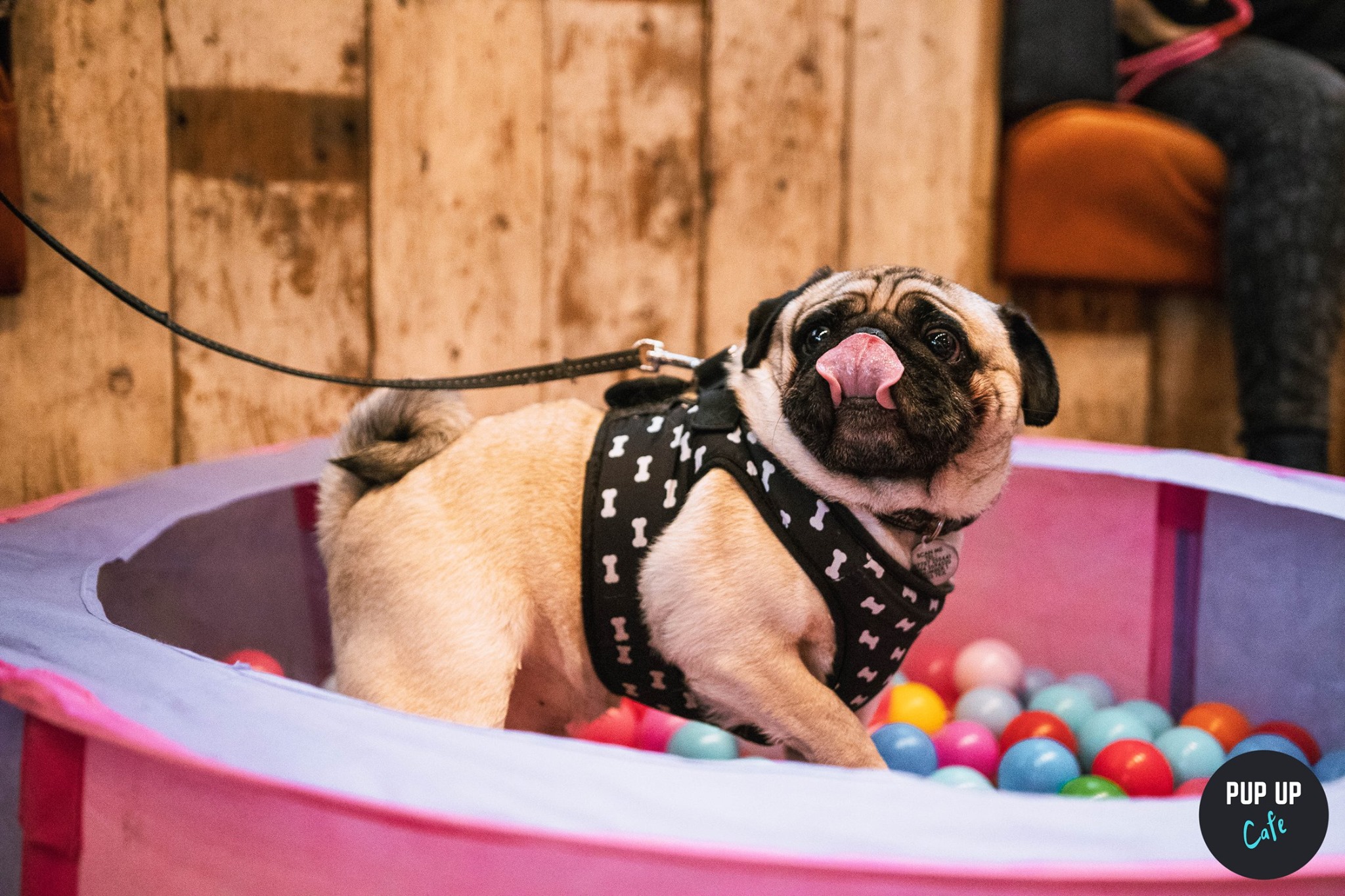 Pug Pop Up Cafe – Cardiff