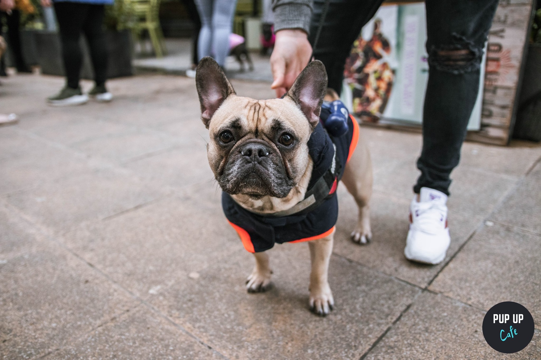 Frenchie Pop Up Cafe – Bournemouth