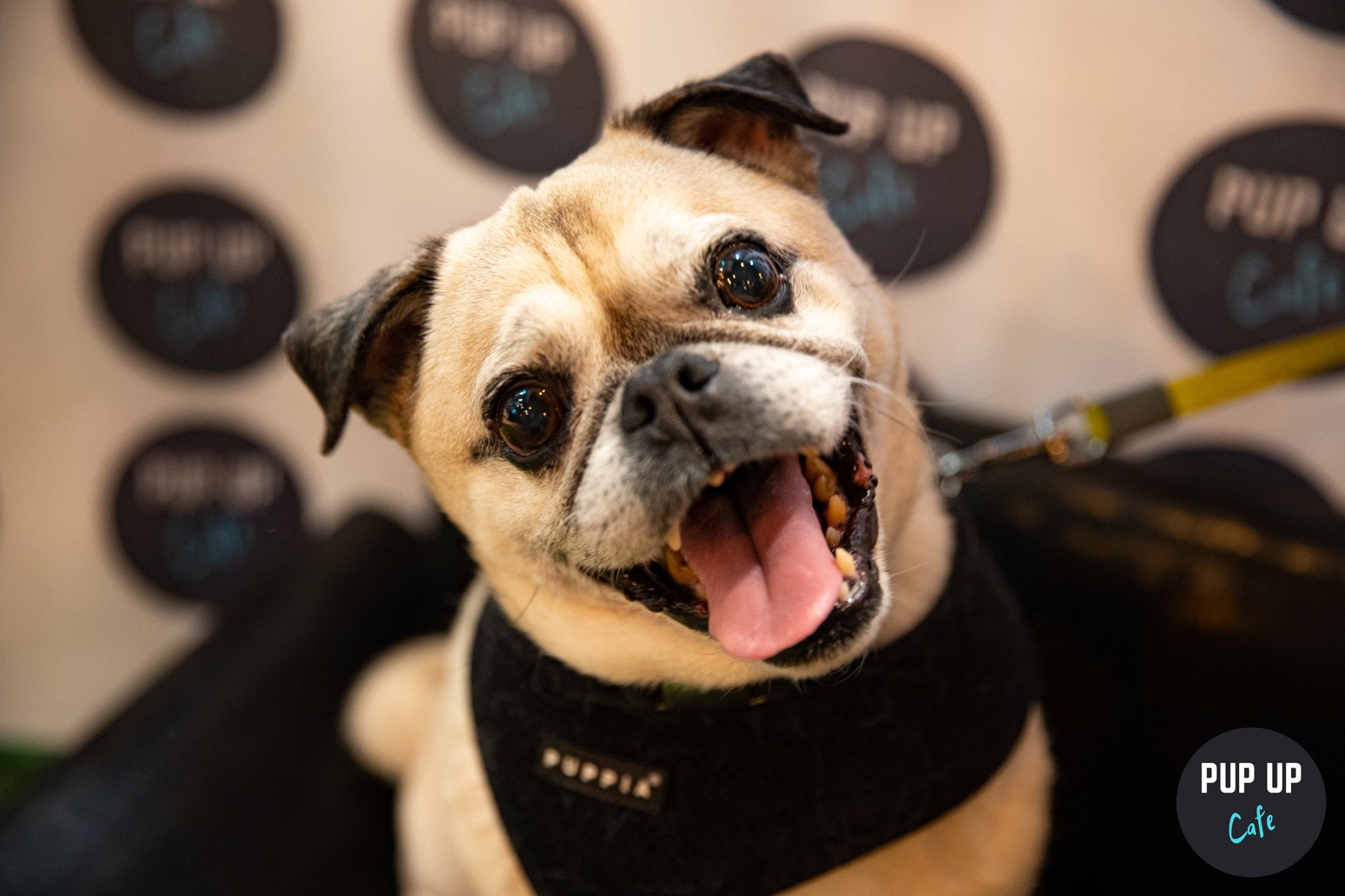 Pug Pop Up Cafe – Solihull