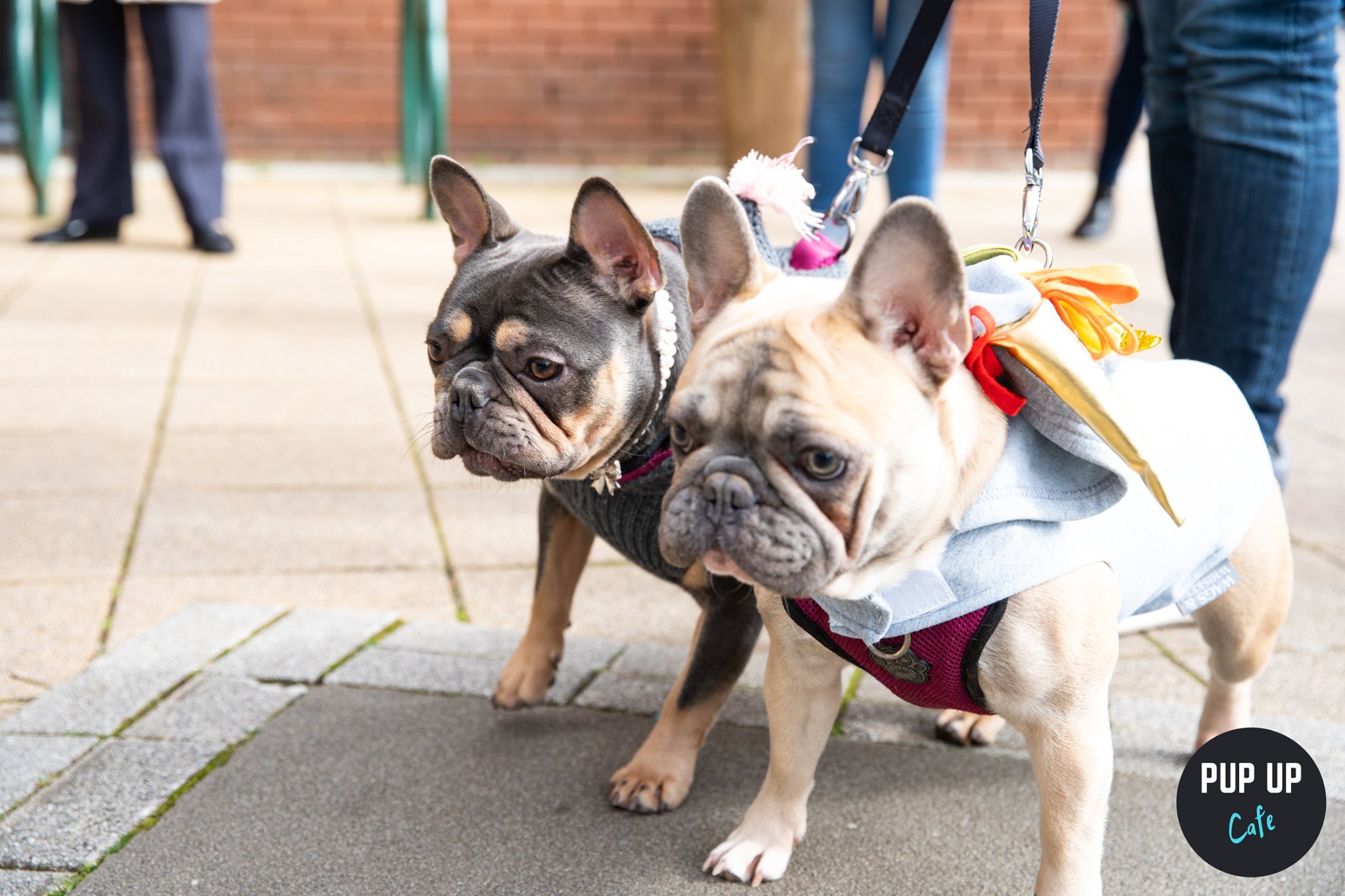 Frenchie Pop Up Cafe – Solihull