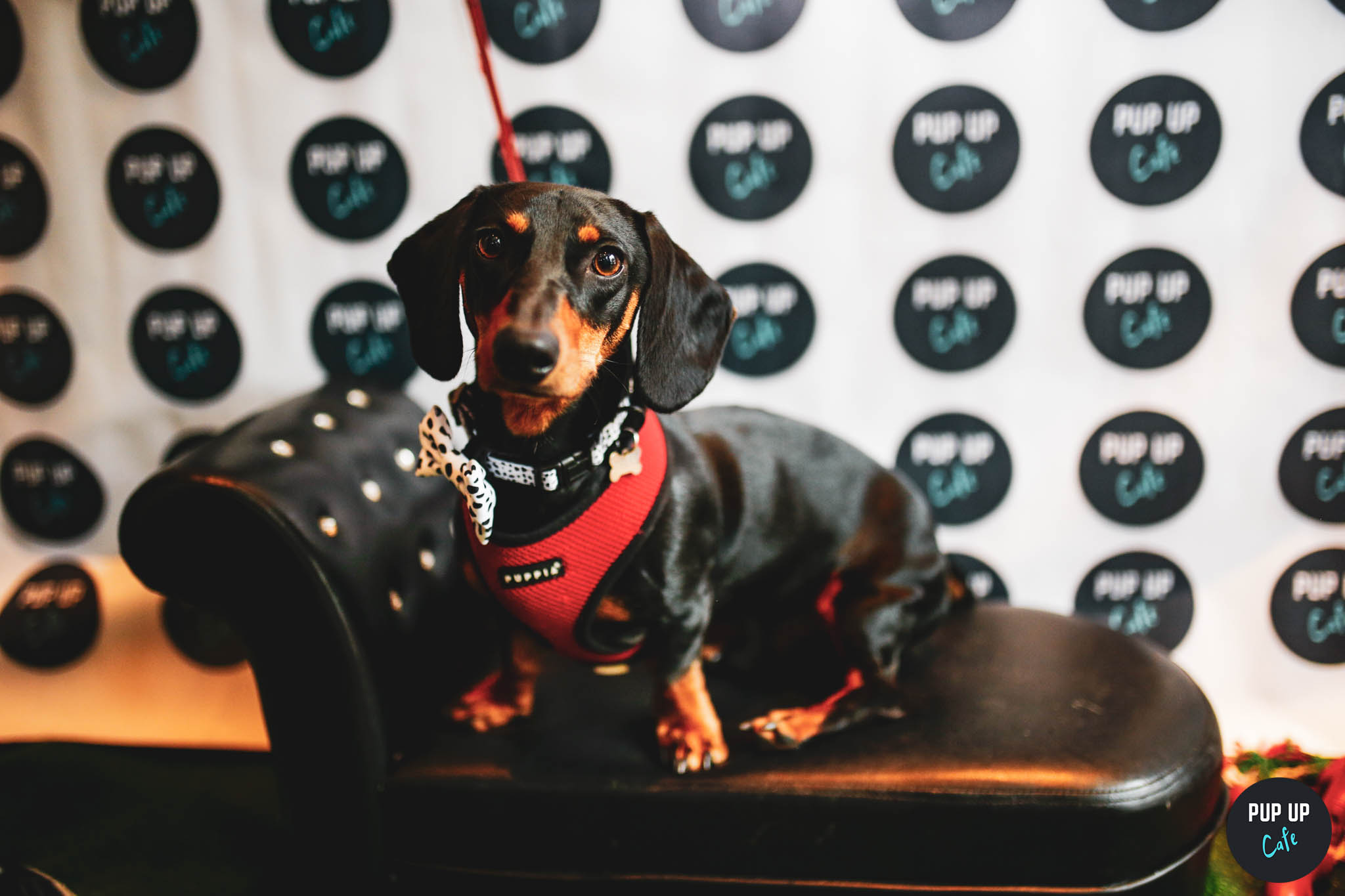 Dachshund Pup Up Cafe – Leeds