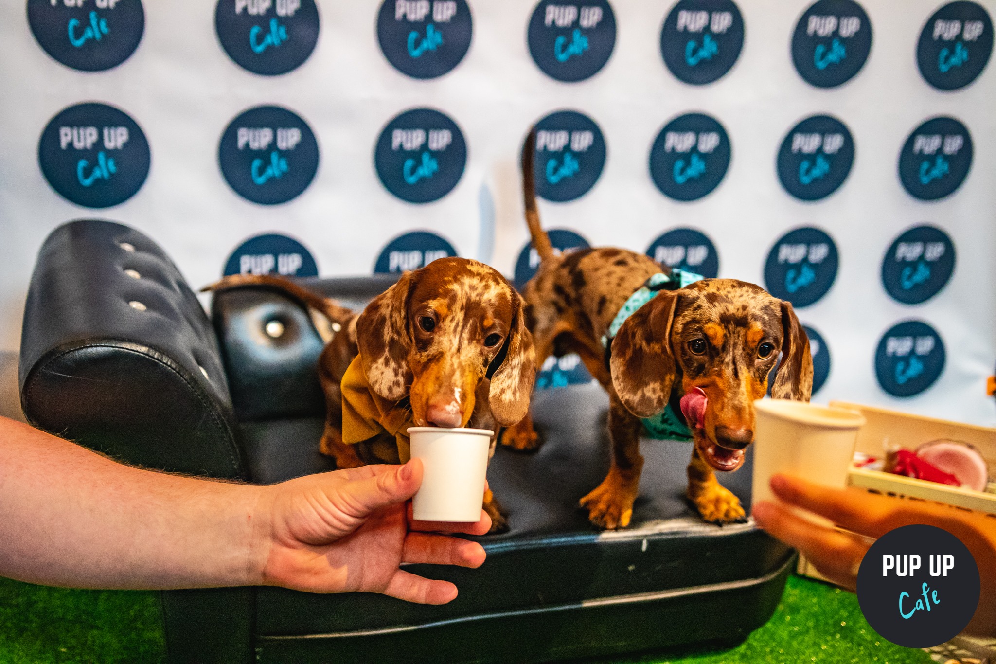 Dachshund Pup Up Cafe – Bristol