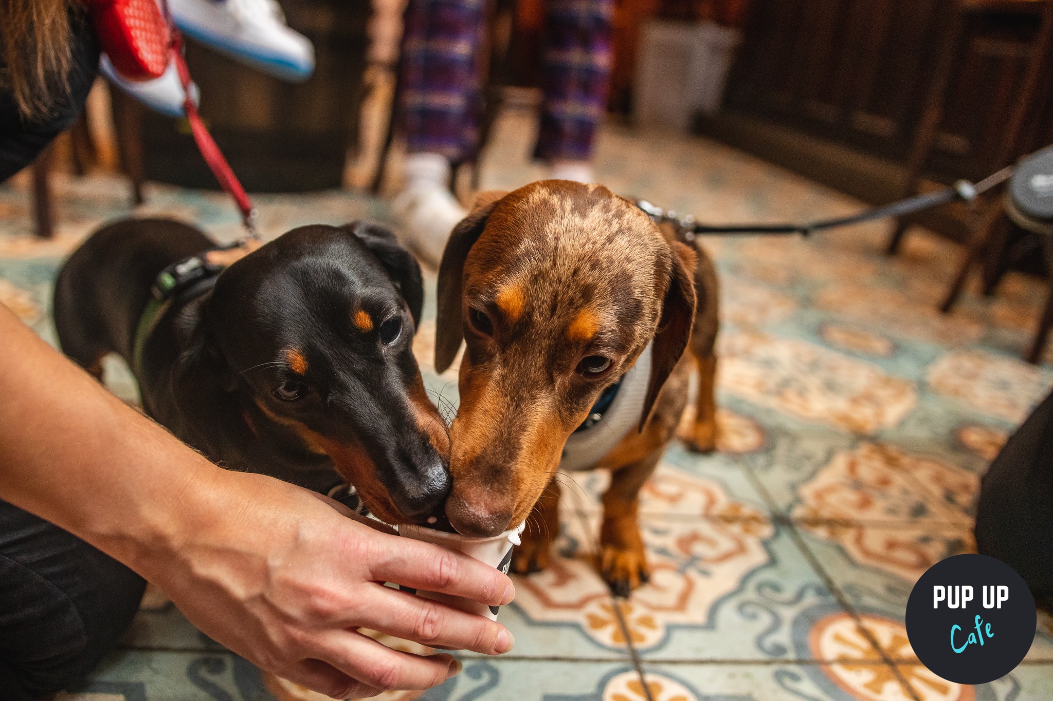 Dachshund Pup Up Cafe – Cambridge