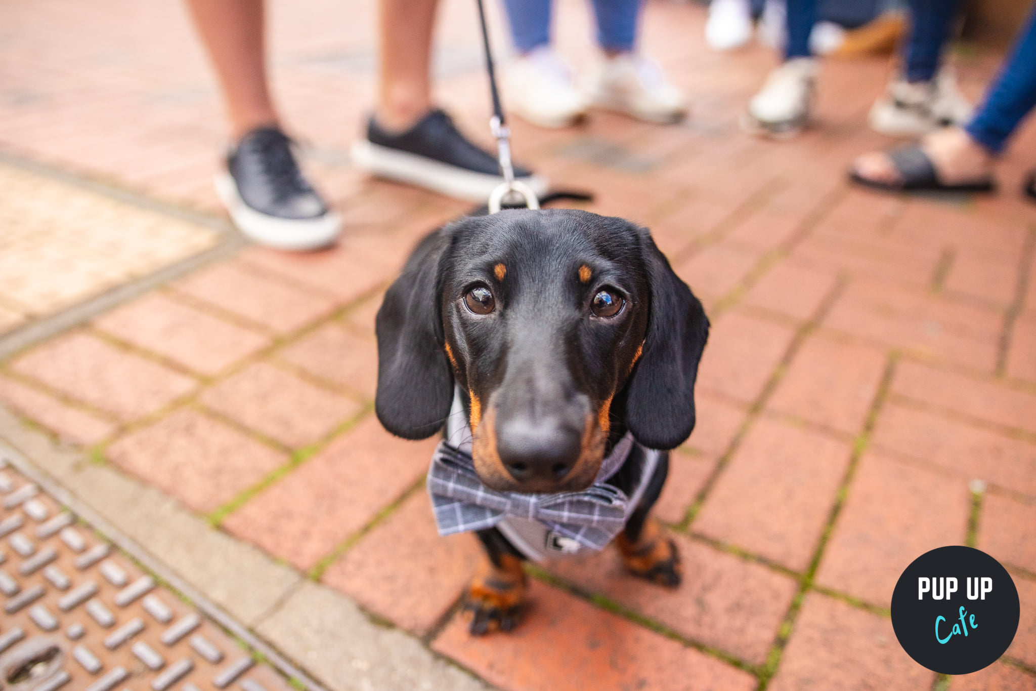 Dachshund Pup Up Cafe – Liverpool