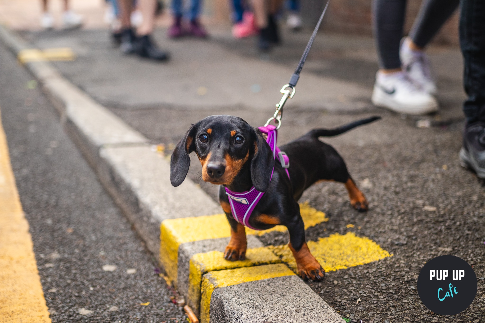 Dachshund Pup Up Cafe – Cardiff