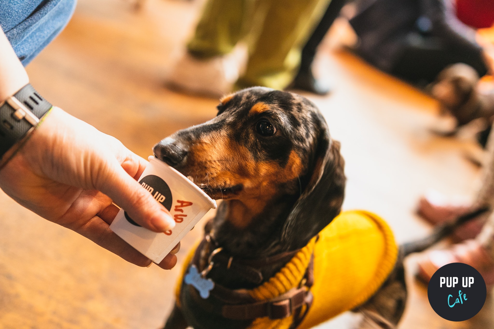 Dachshund Pup Up Cafe – Southampton