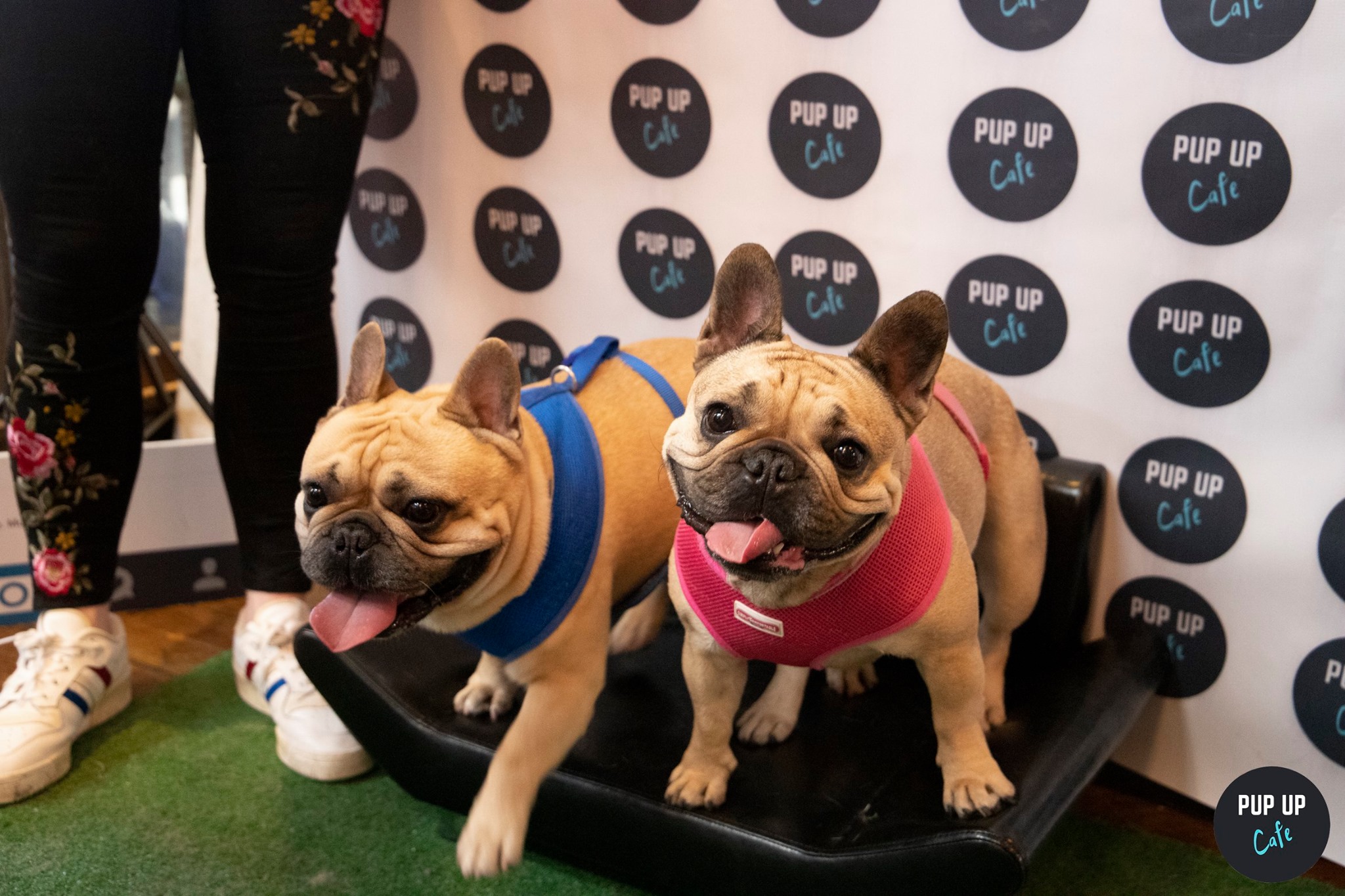 Frenchie Pup Up Cafe – Southampton