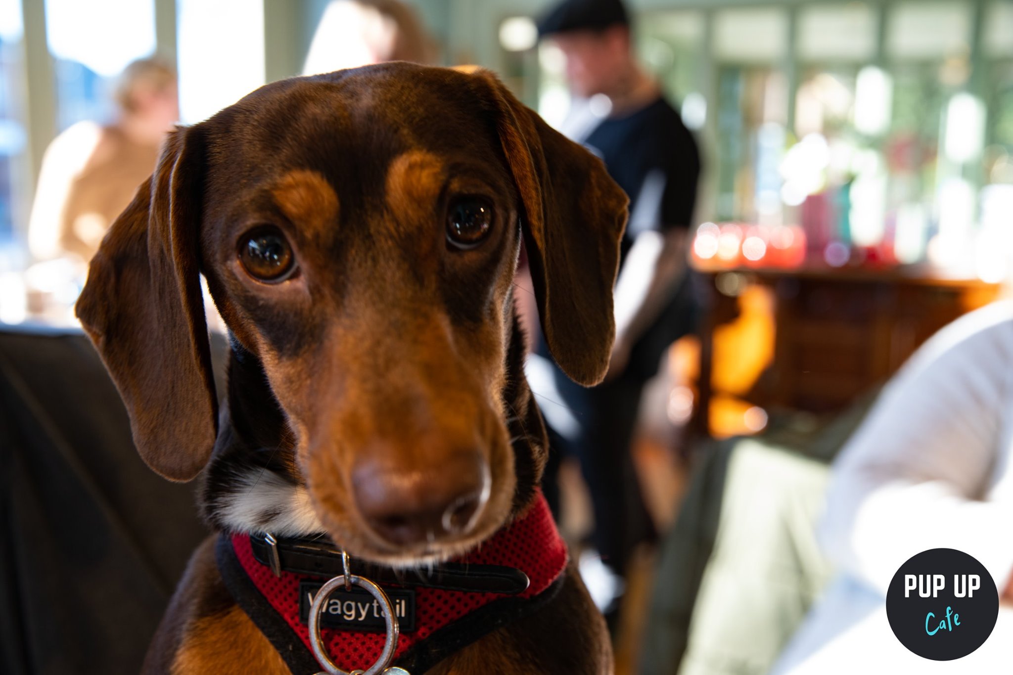 Dachshund Pup  Up Cafe – Blackpool