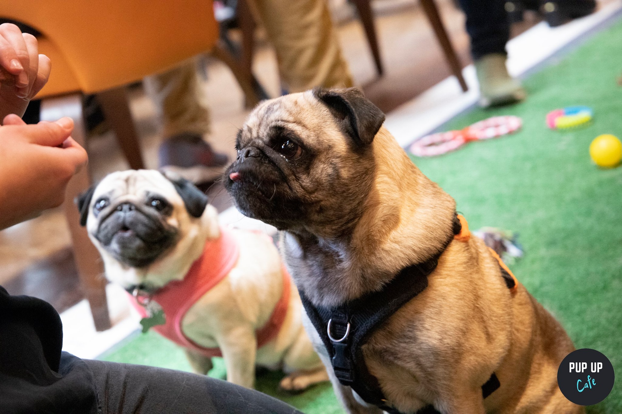 Pug Pup Up Cafe York At Revolution York York On 5th Sep 21 Fatsoma