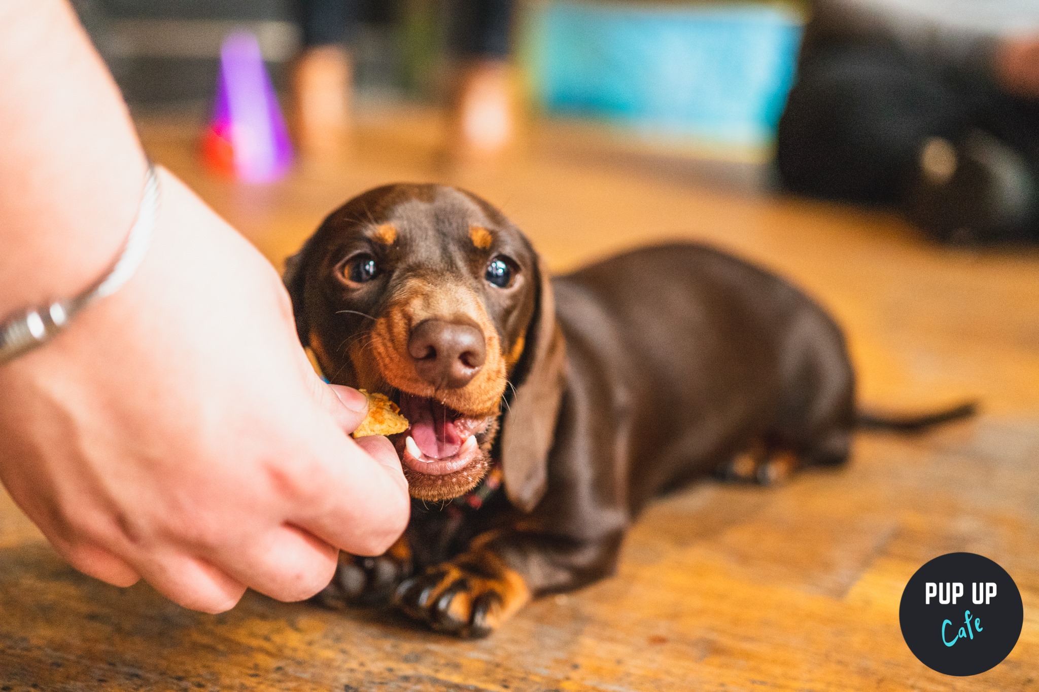 Dachshund Pup Up Cafe – Manchester