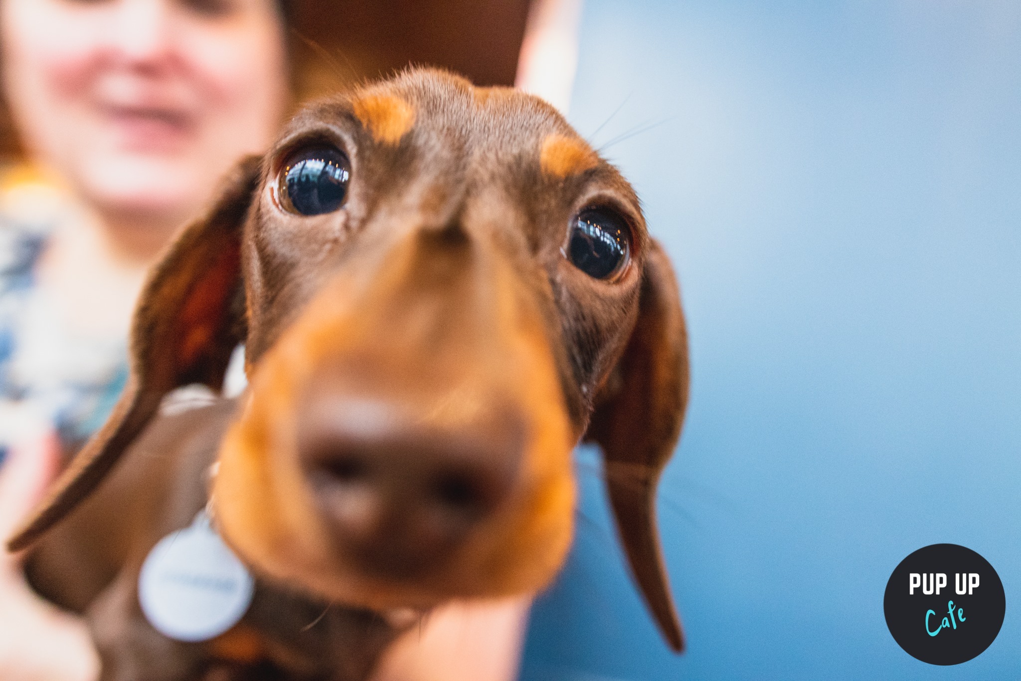 Dachshund Pup Up Cafe – Birmingham