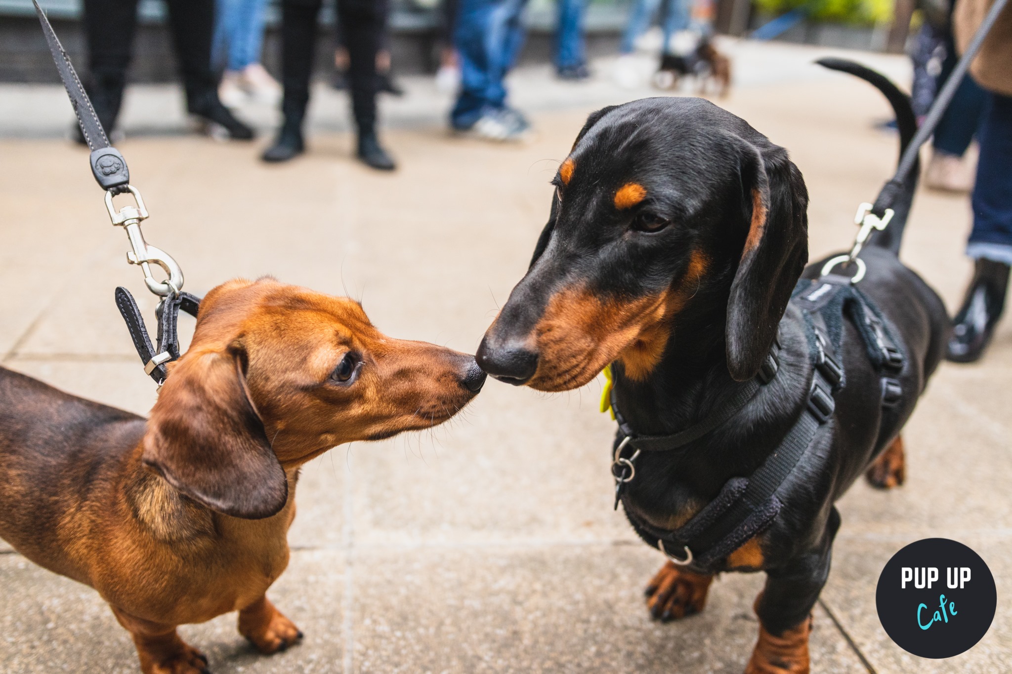 Dachshund Pup Up Cafe – Plymouth