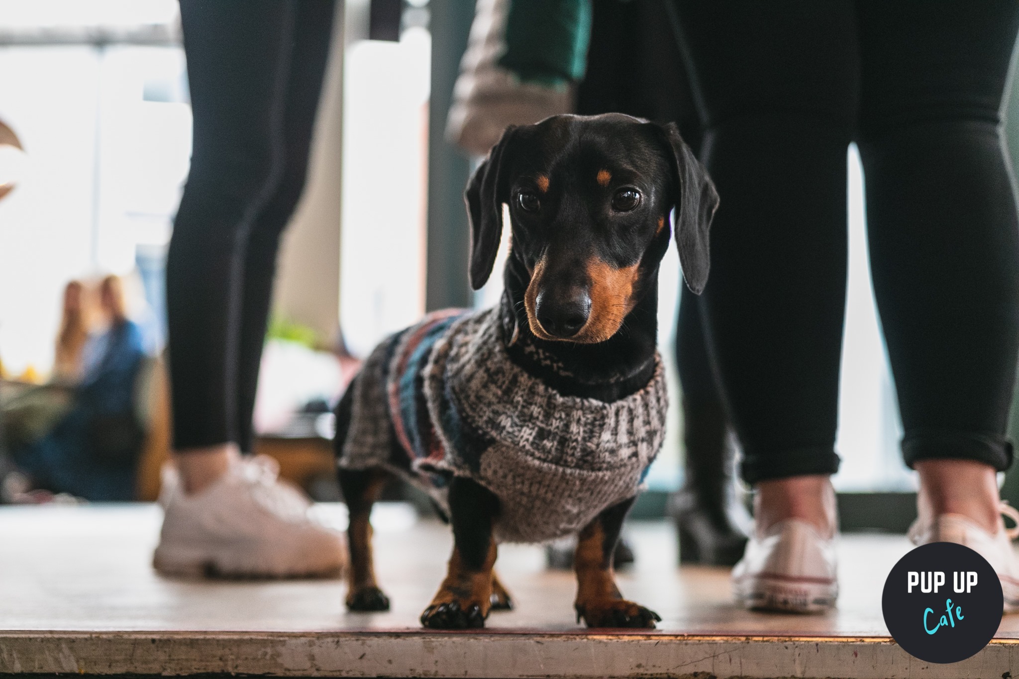 Dachshund Pup Up Cafe – Bristol