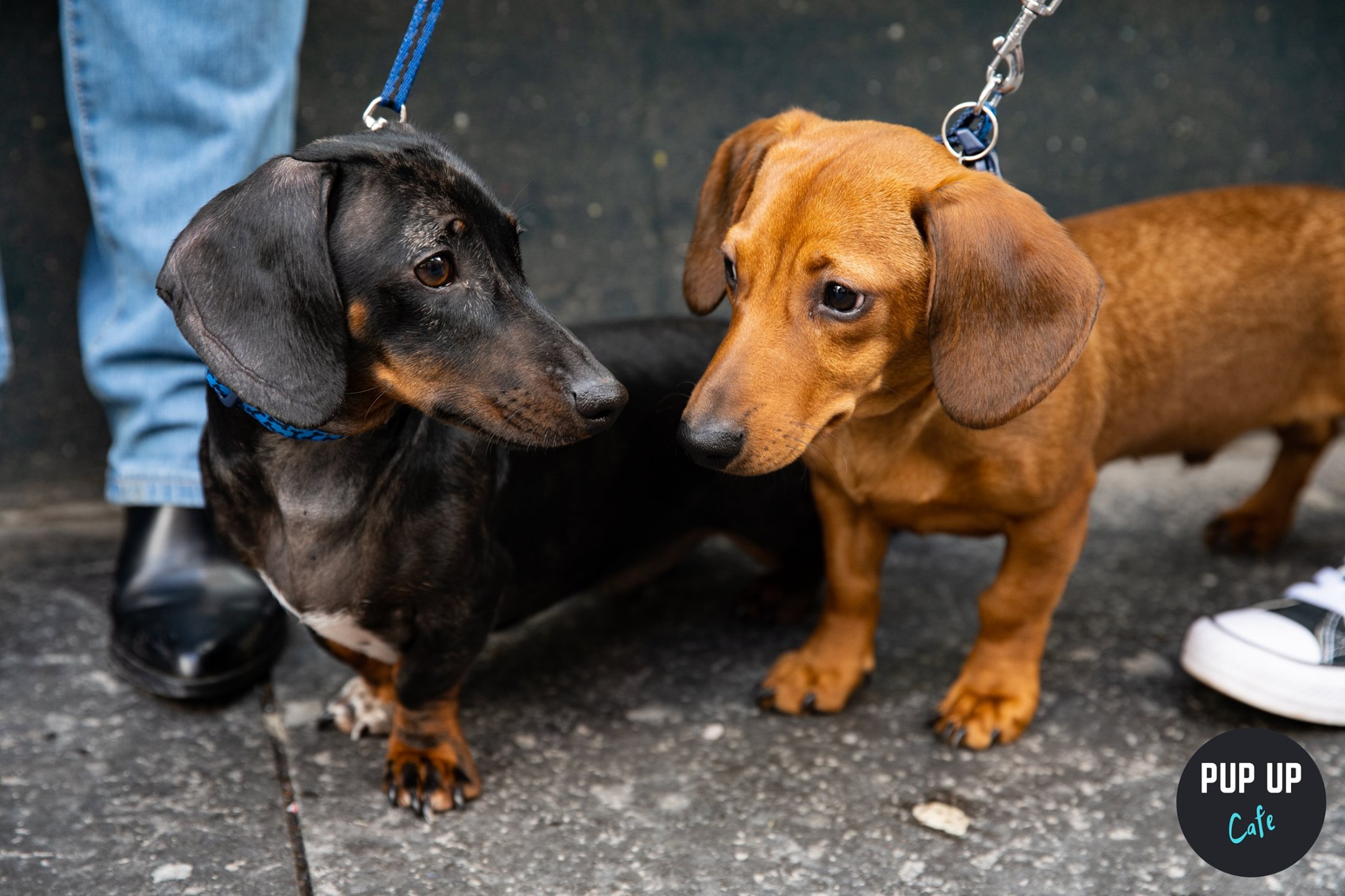 Dachshund Pup Up Cafe – Putney