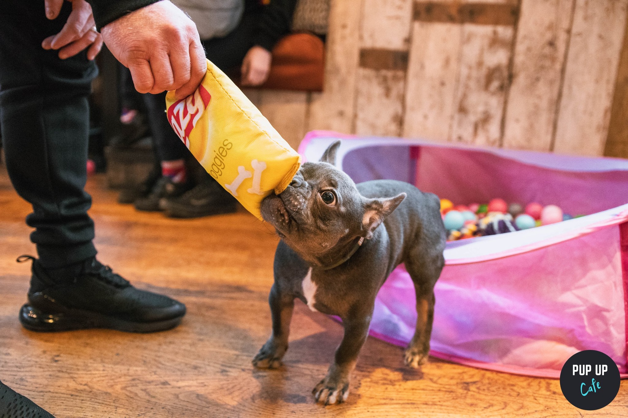 Frenchie Pup Up Cafe – Bristol