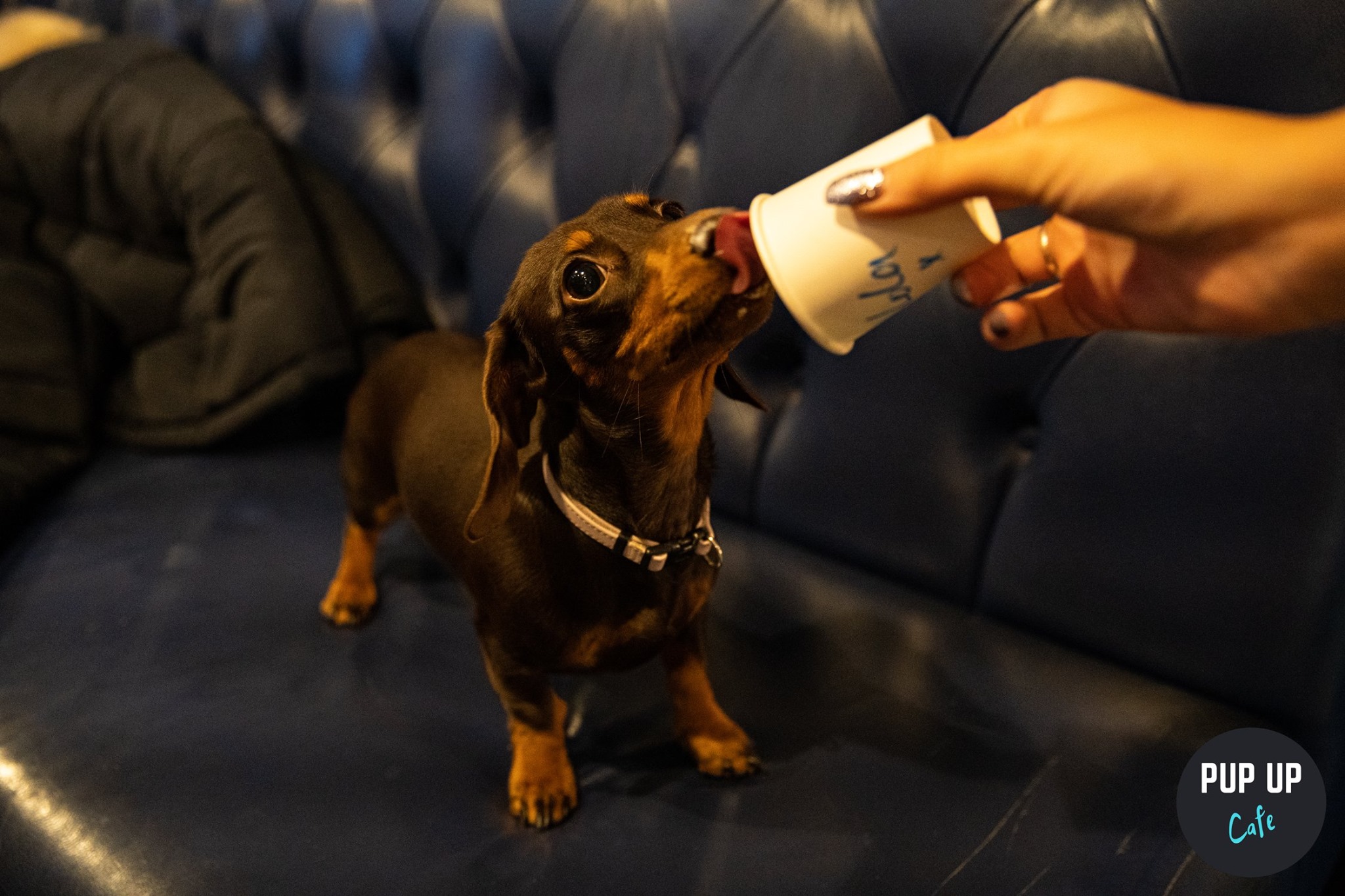 Dachshund Pup Up Cafe – Cardiff