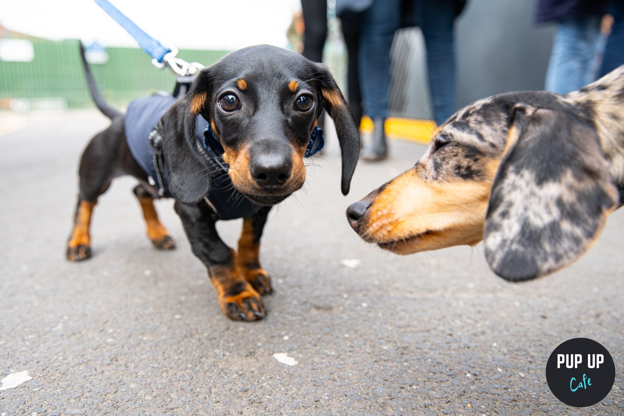 Dachshund Pup Up Cafe – Edinburgh