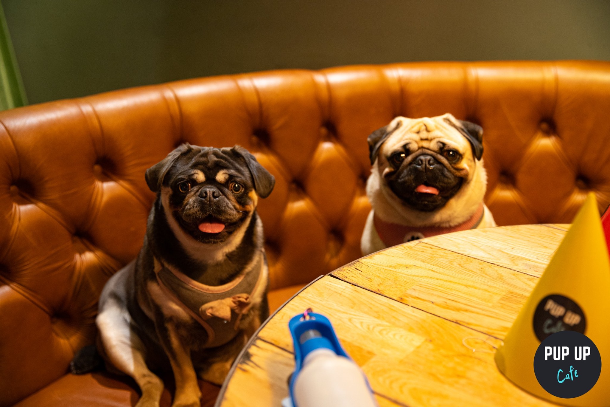 Pug Pup Up Cafe – High Wycombe