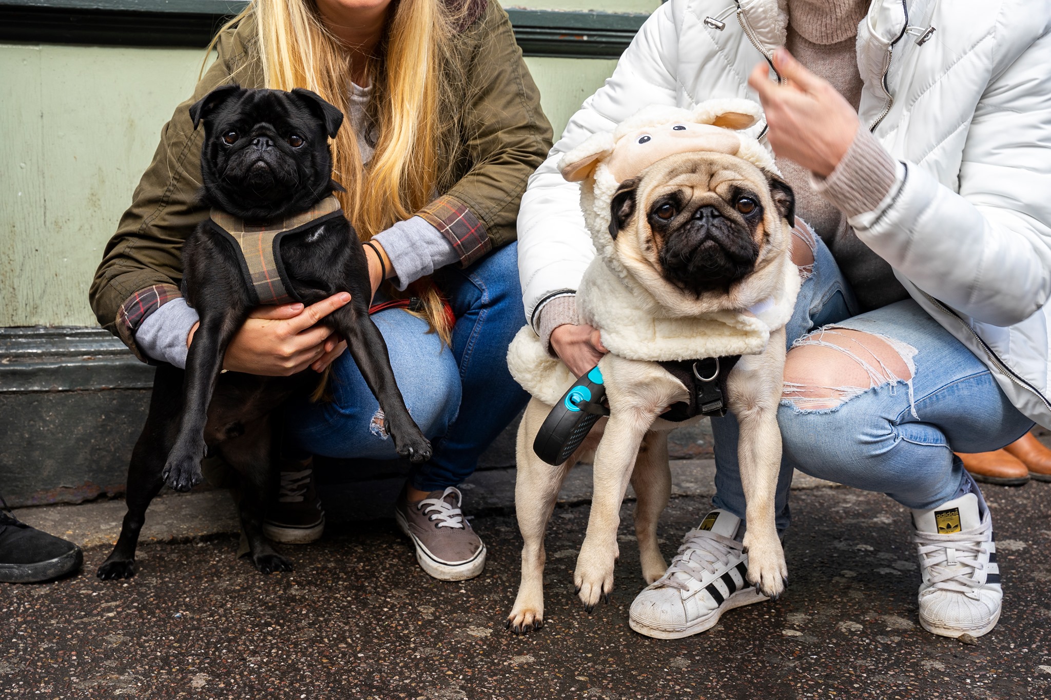 Pug Pup Up Cafe – Manchester