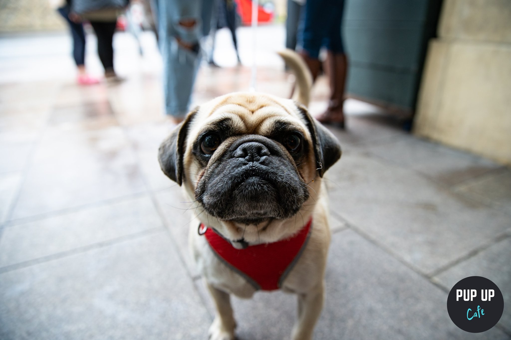 Pug Pup Up Cafe – Cardiff