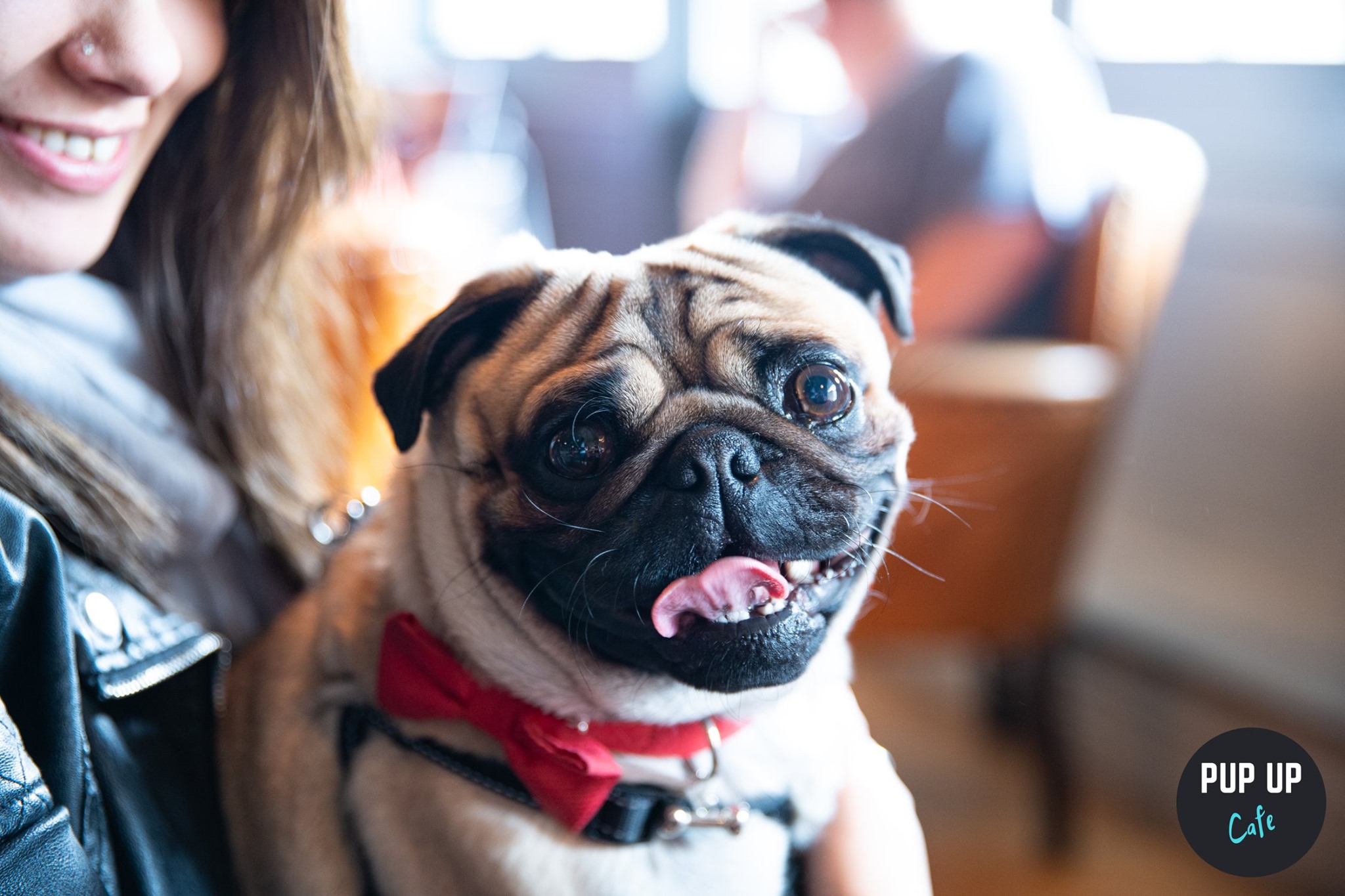 Pug Pup Up Cafe – Leeds