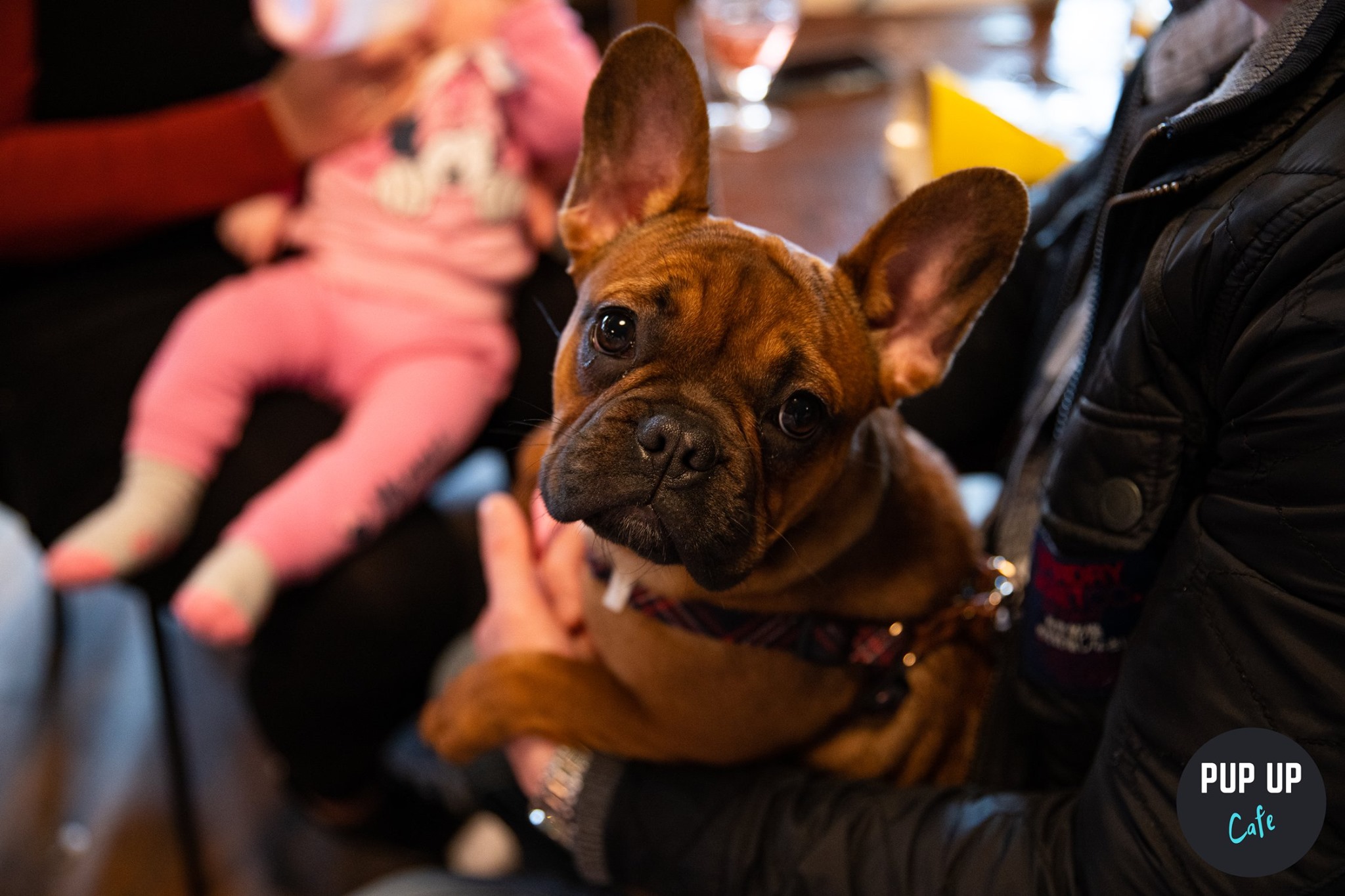 Frenchie Pup Up Cafe – Leeds