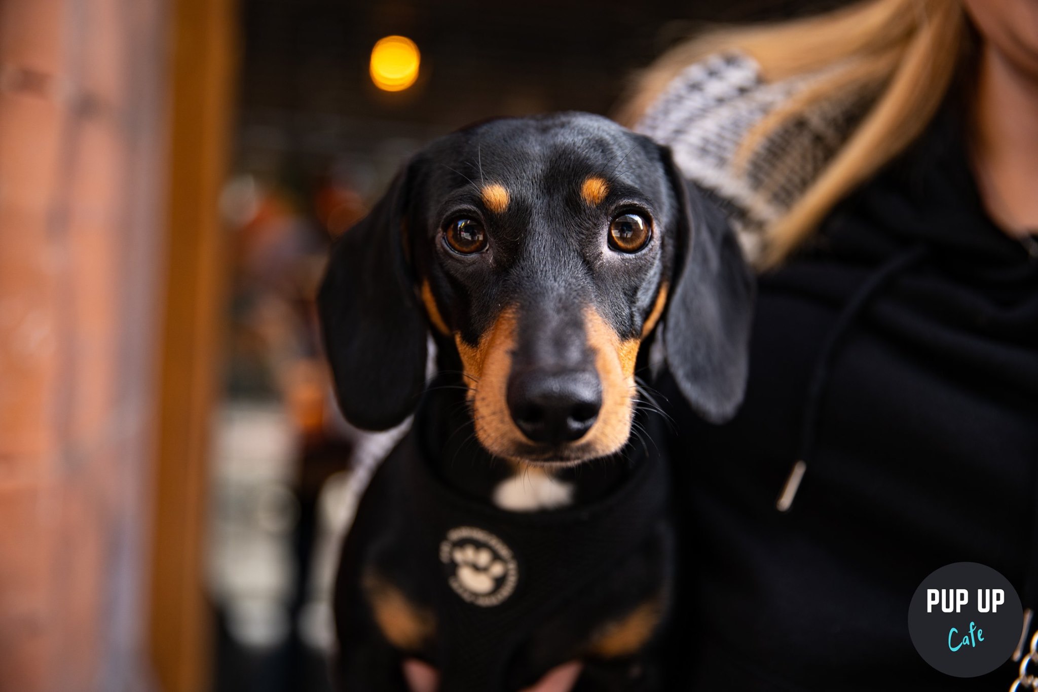 Dachshund Pup Up Cafe Birmingham at The Old Library, Birmingham on