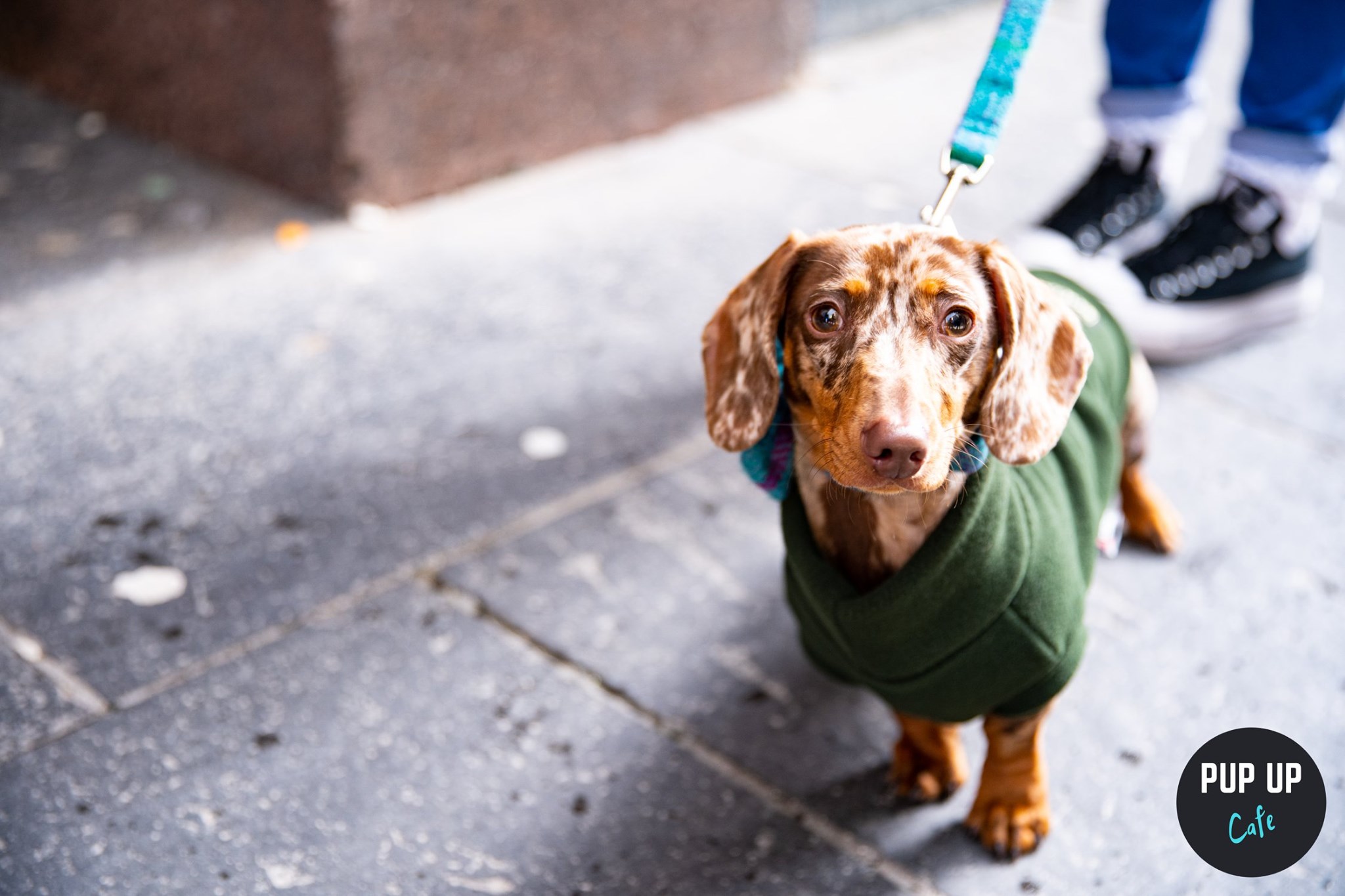 Dachshund Pup Up Cafe – Nottingham