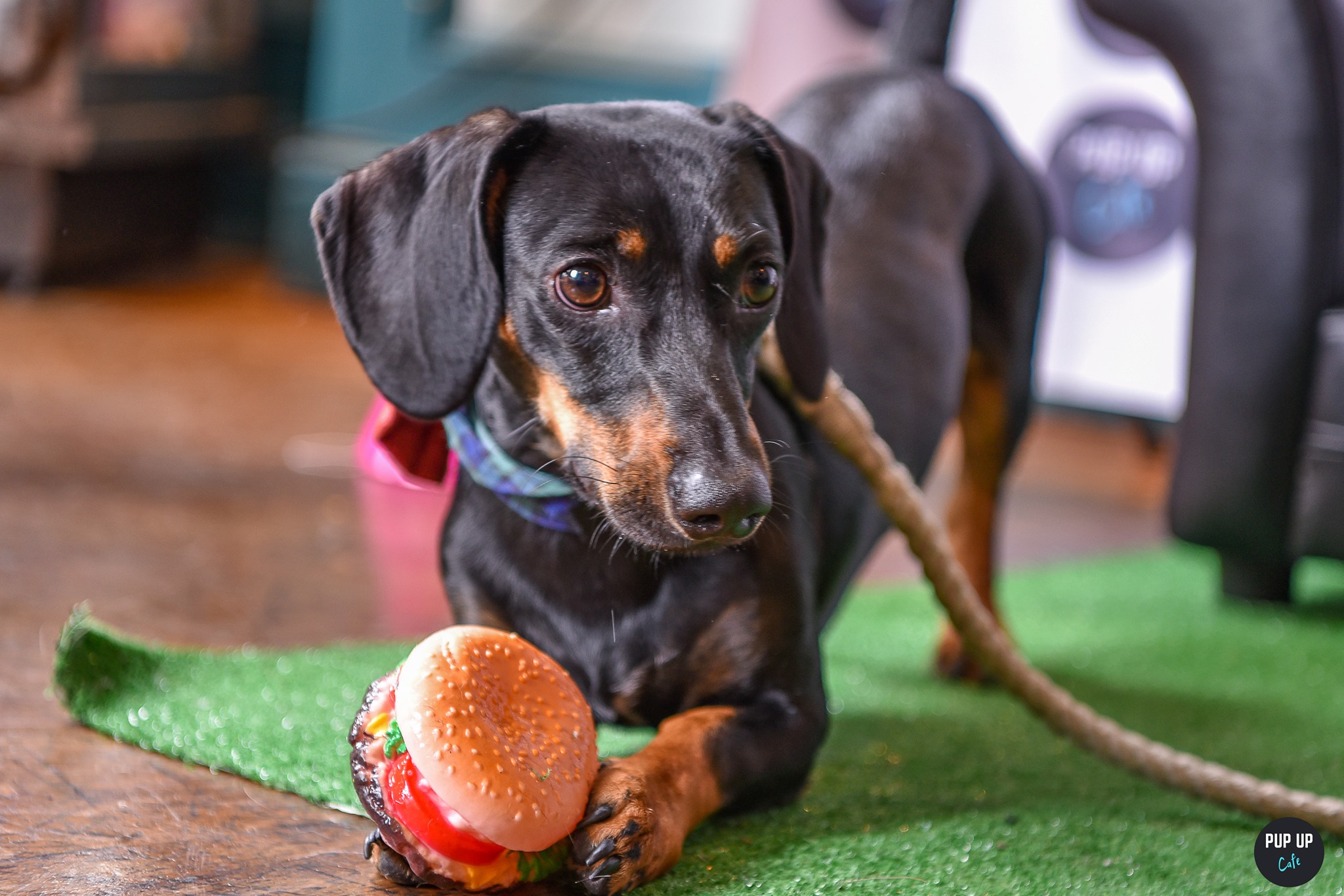 Dachshund Pup Up Cafe – Sheffield