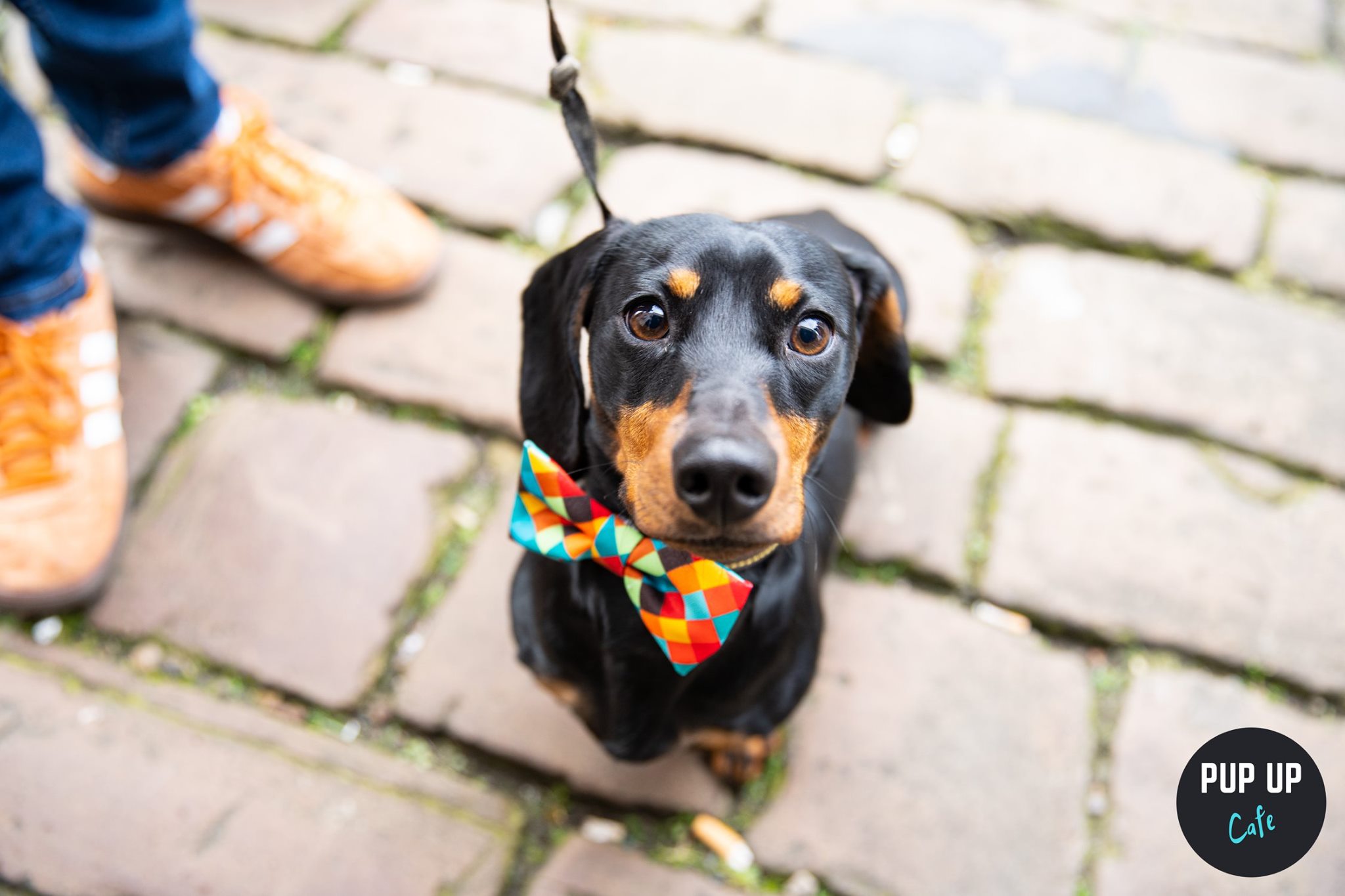 Dachshund Pop Up Cafe – London