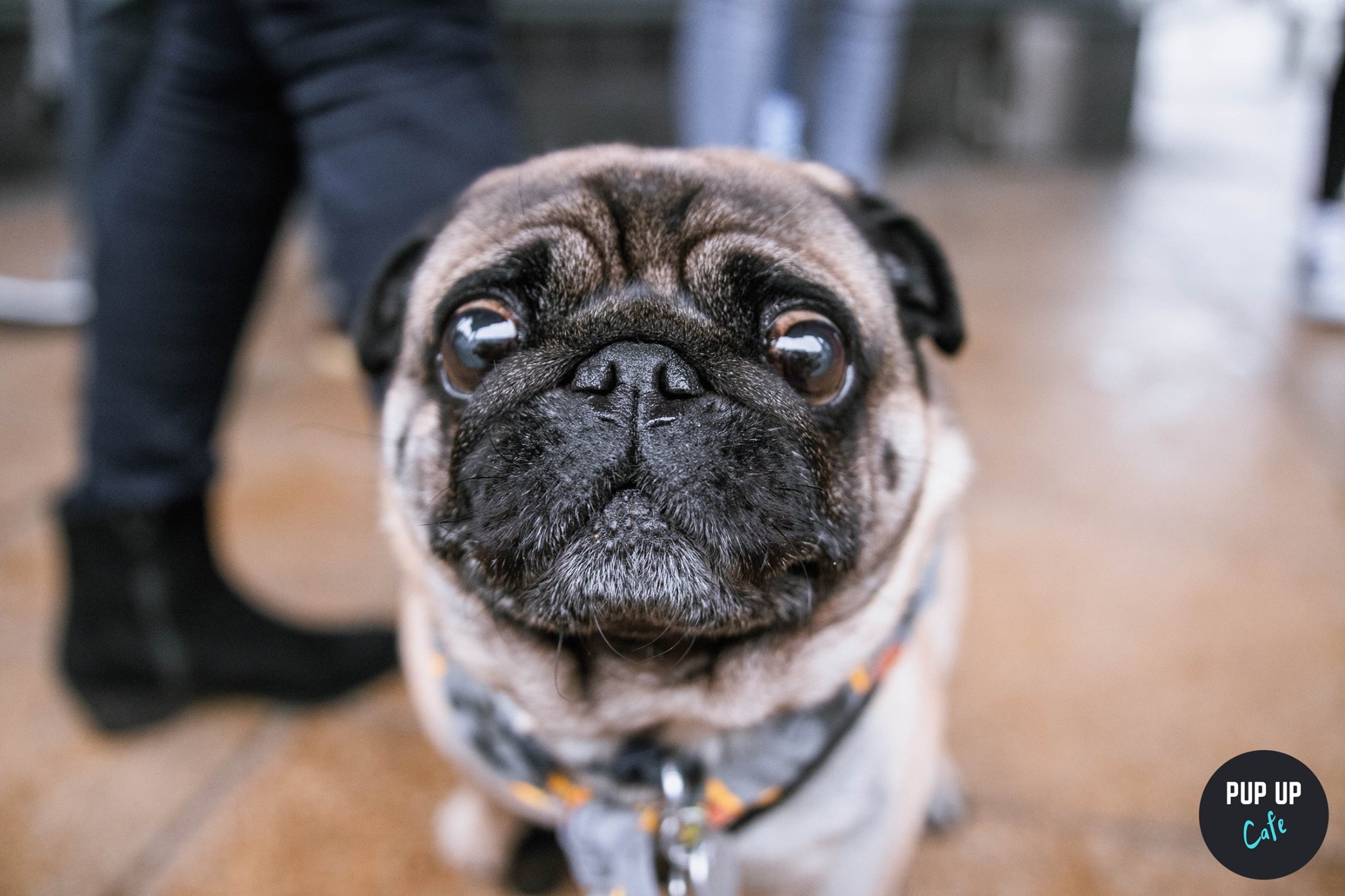 Pug Pup Up Cafe – Liverpool