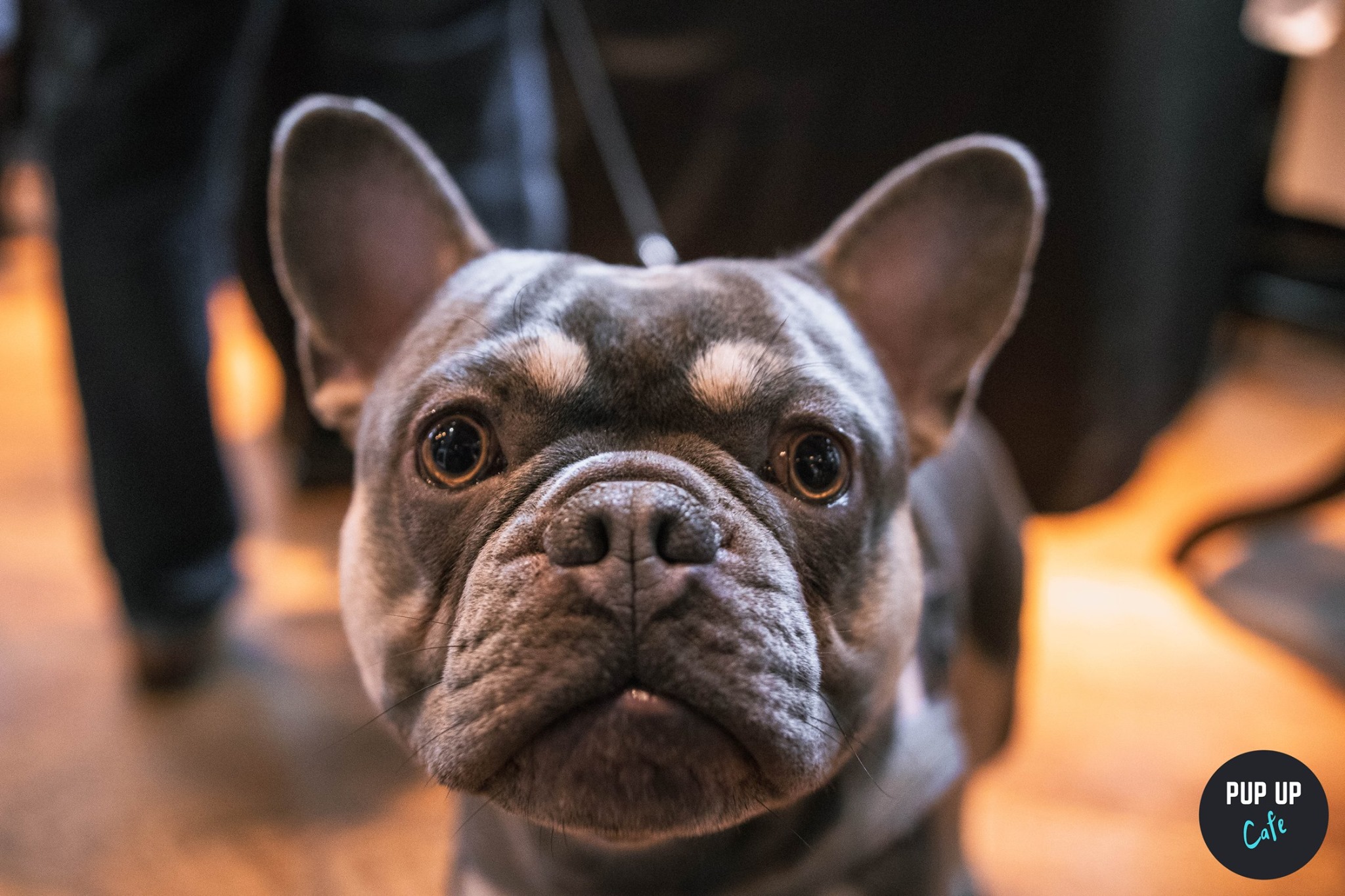 Frenchie Pup Up Cafe – Liverpool