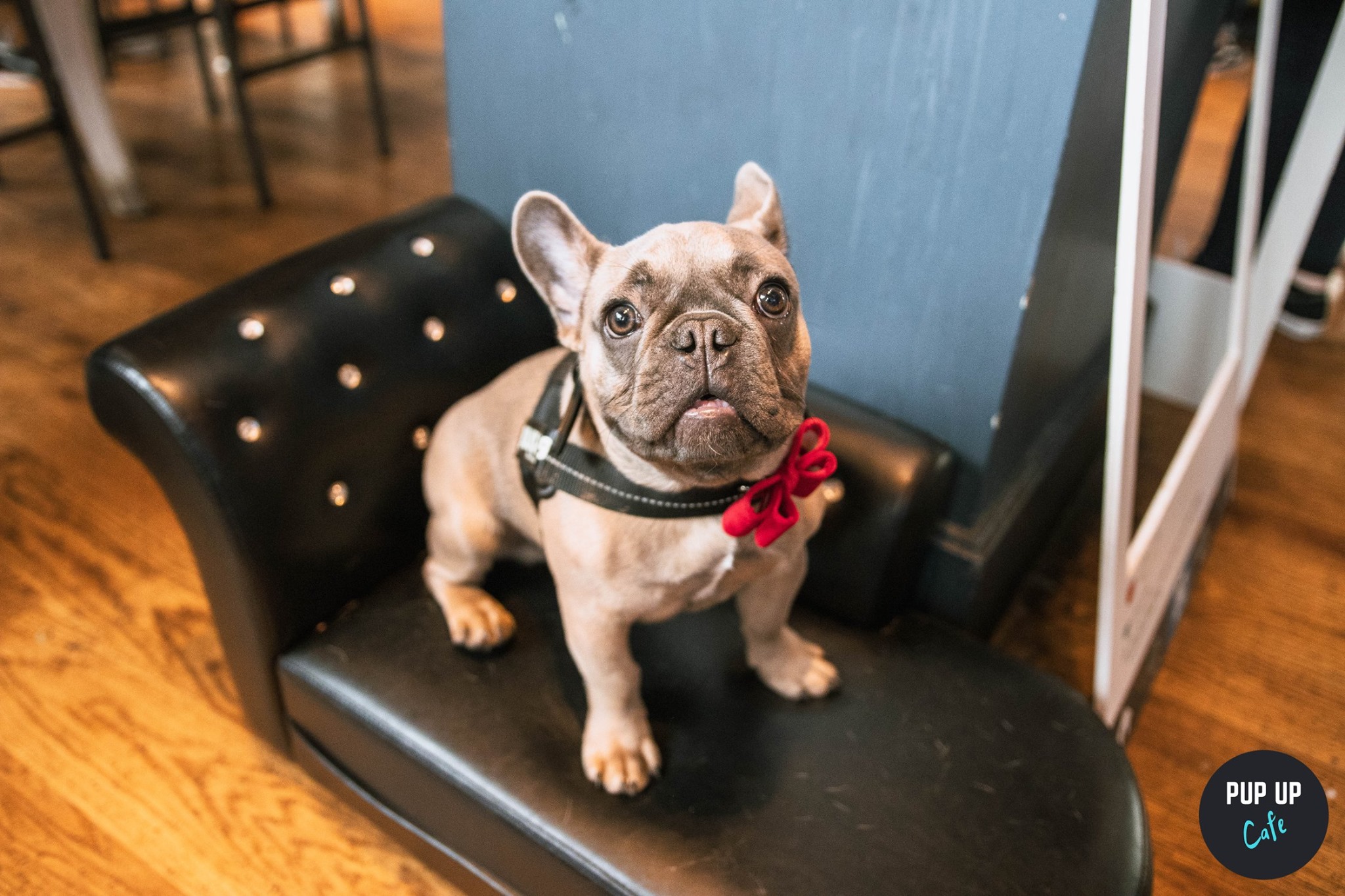 Frenchie Pup Up Cafe – Manchester