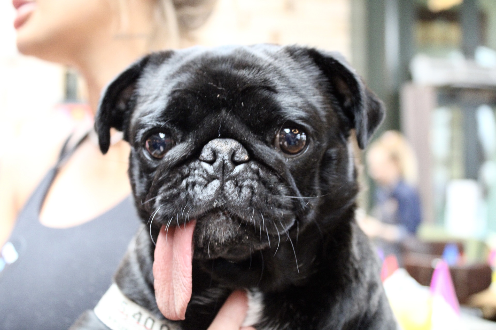 Pug Pup Up Cafe – London