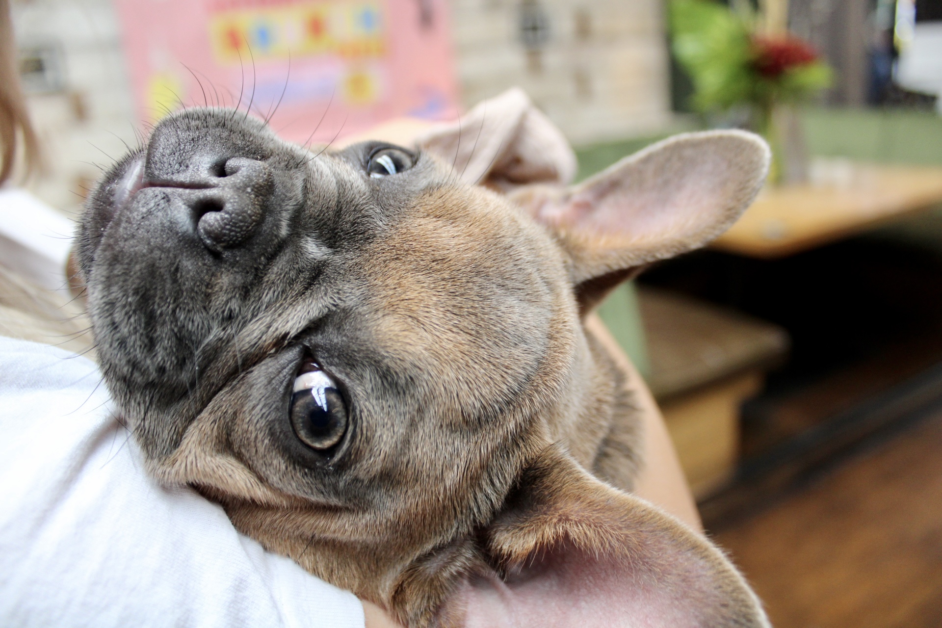 Frenchie Pup Up Cafe – London