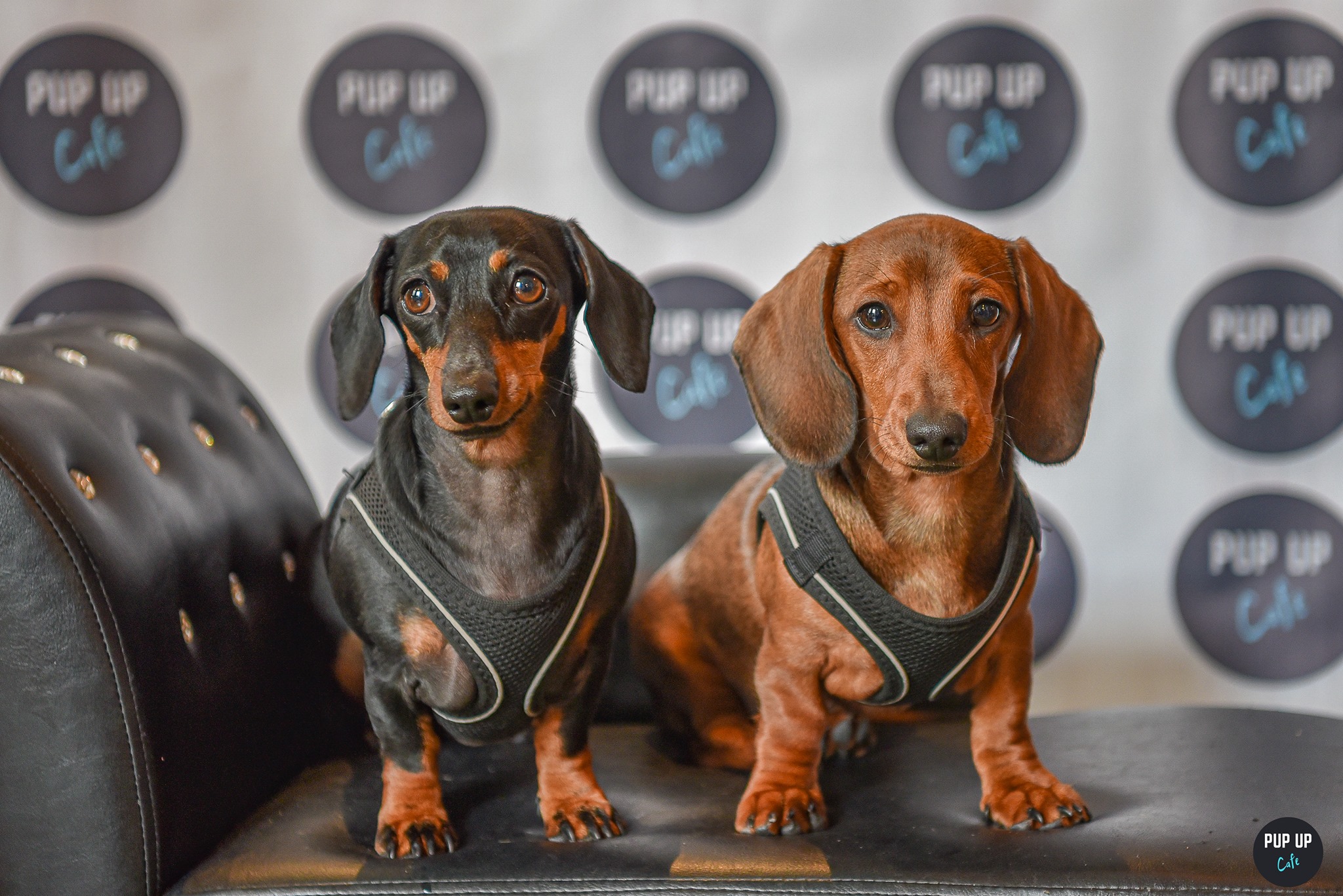 Dachshund Pup Up Cafe – Solihull