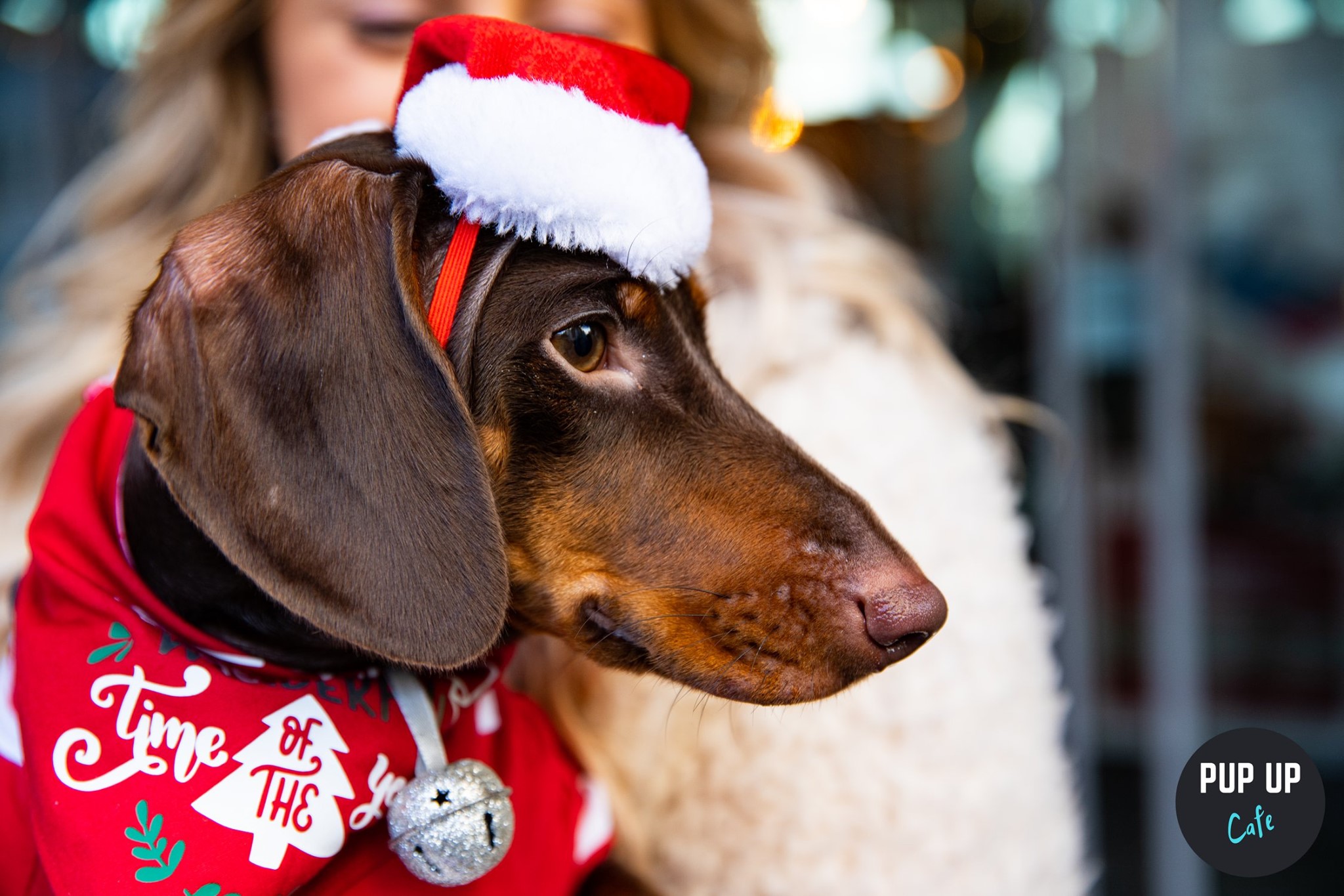 The Dachshund Christmas Tour – Brighton  🤶🎄🎅