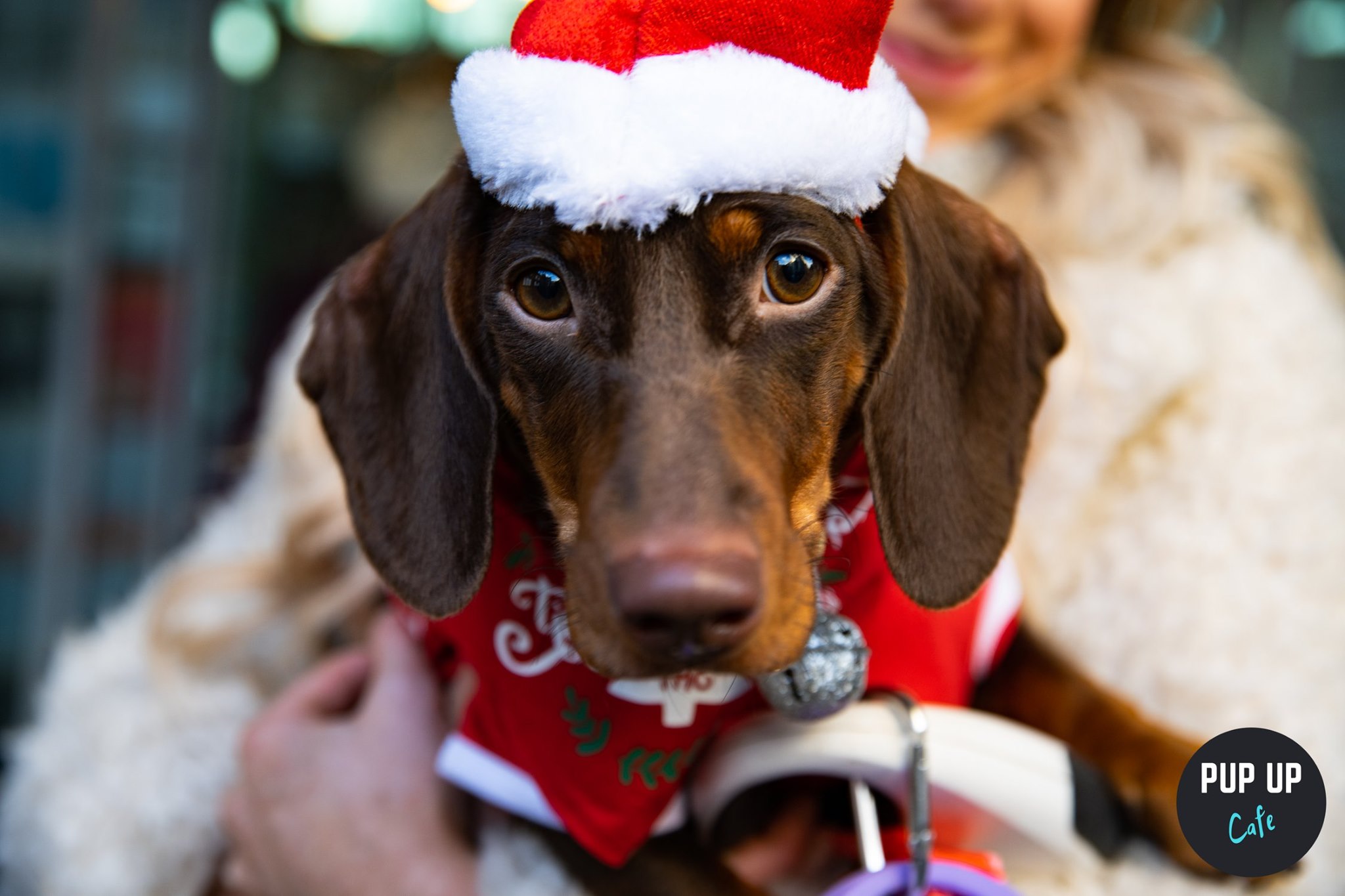 The Dachshund Christmas Tour – Durham  🤶🎄🎅