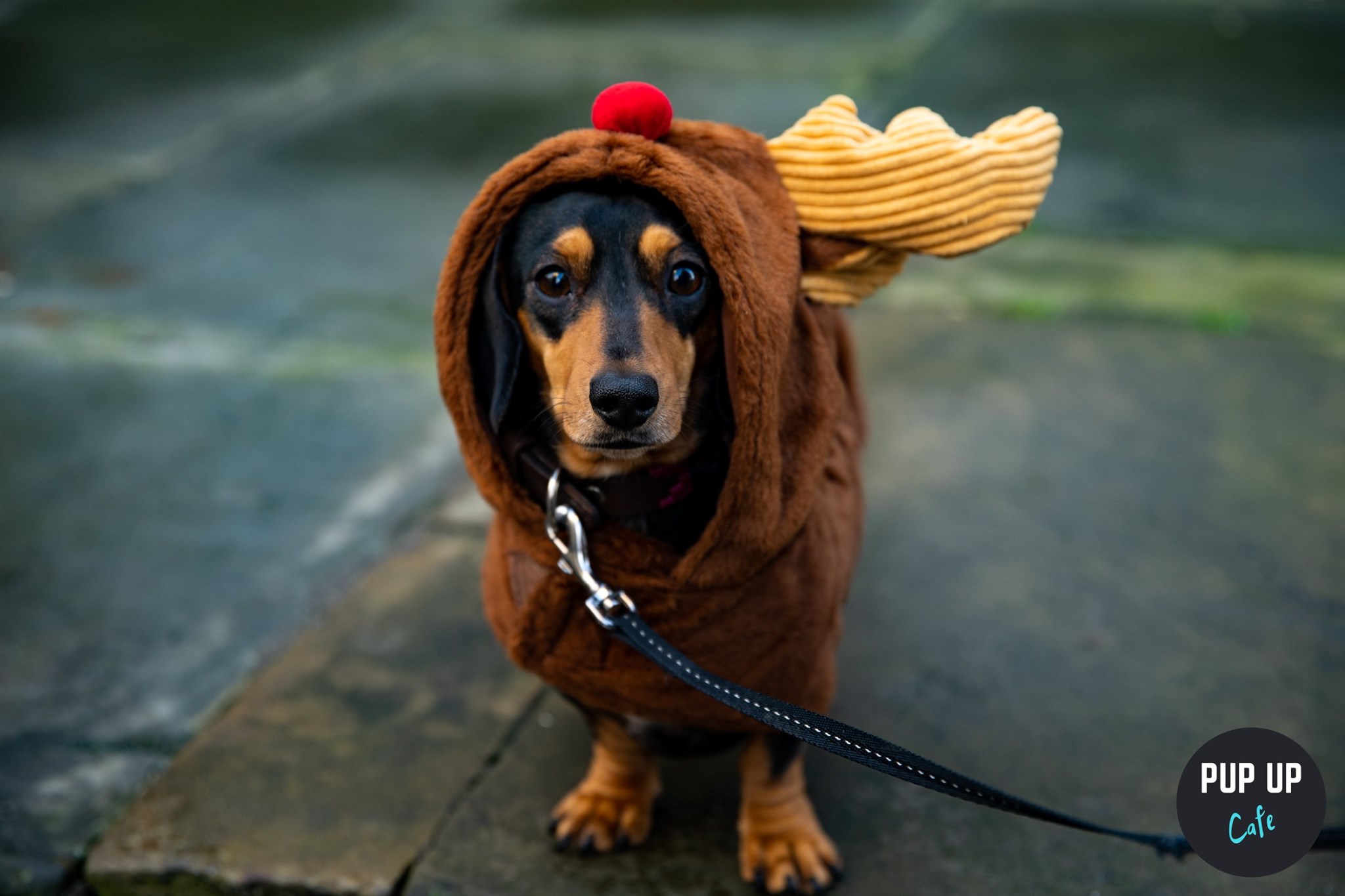 The Dachshund Christmas Tour – London 🤶🎄🎅