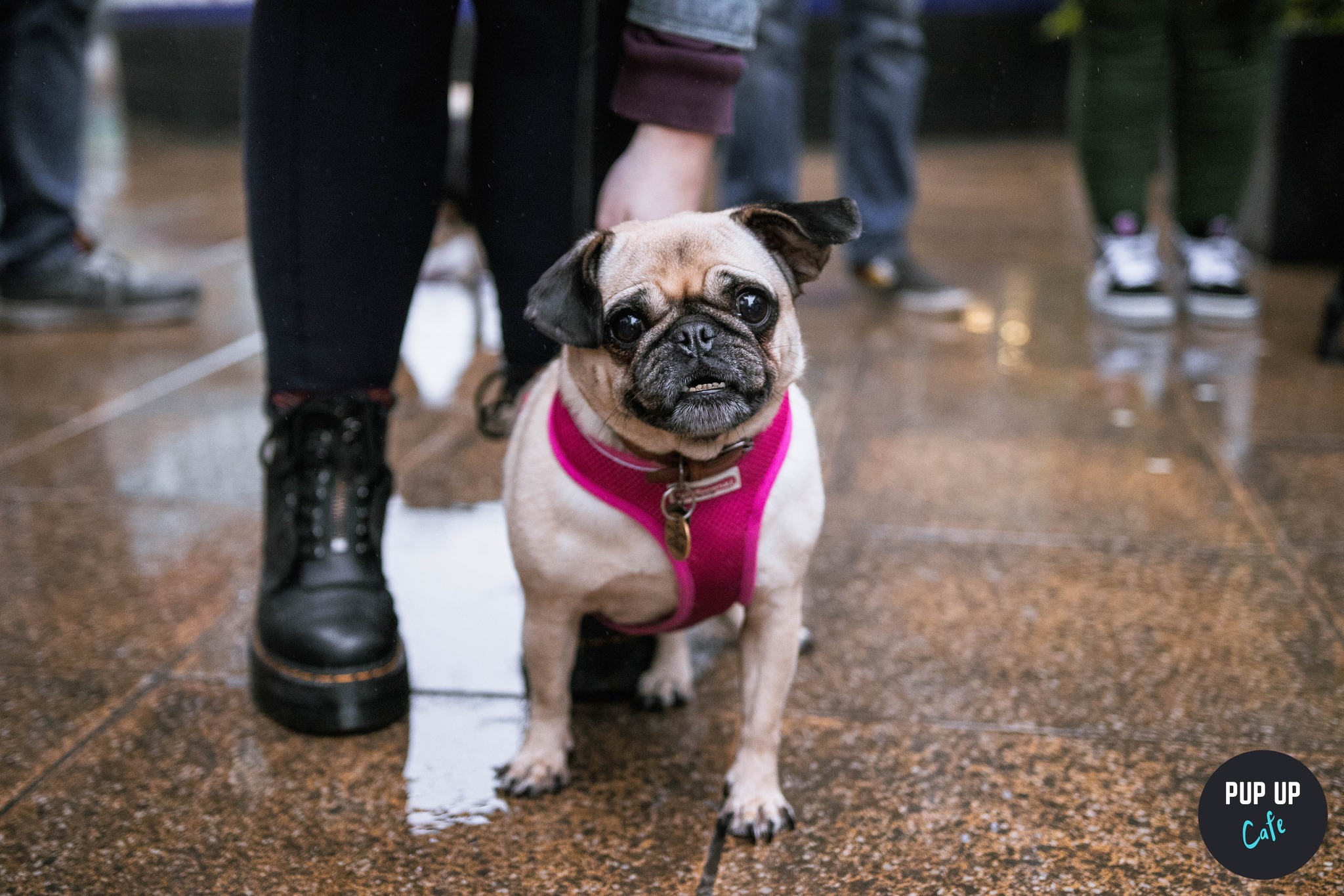 Pug Pup Up Cafe – Liverpool