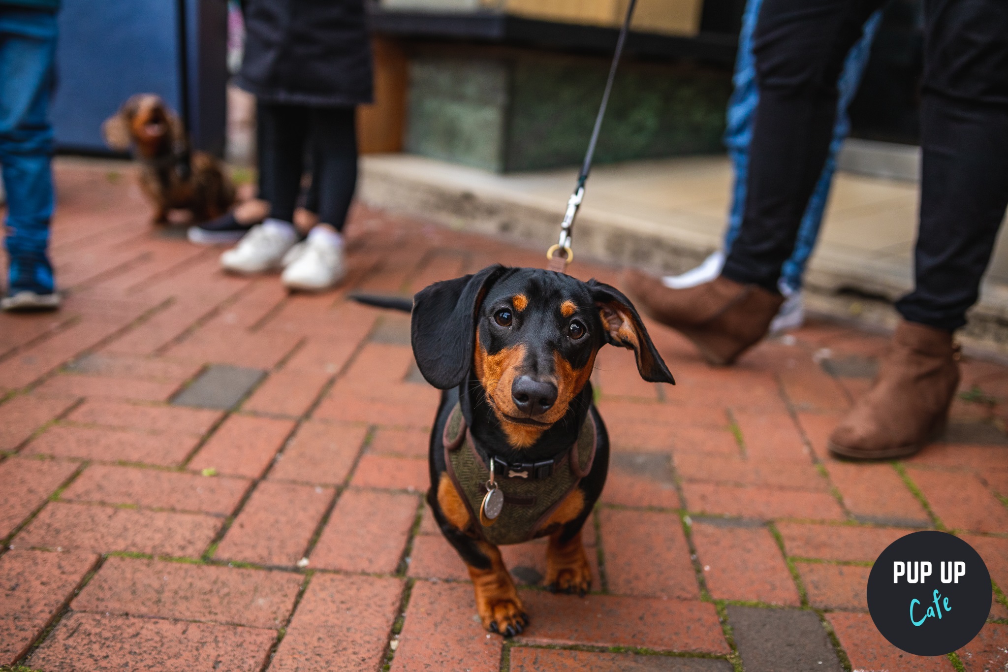 Dachshund Pup Up Cafe – Southampton