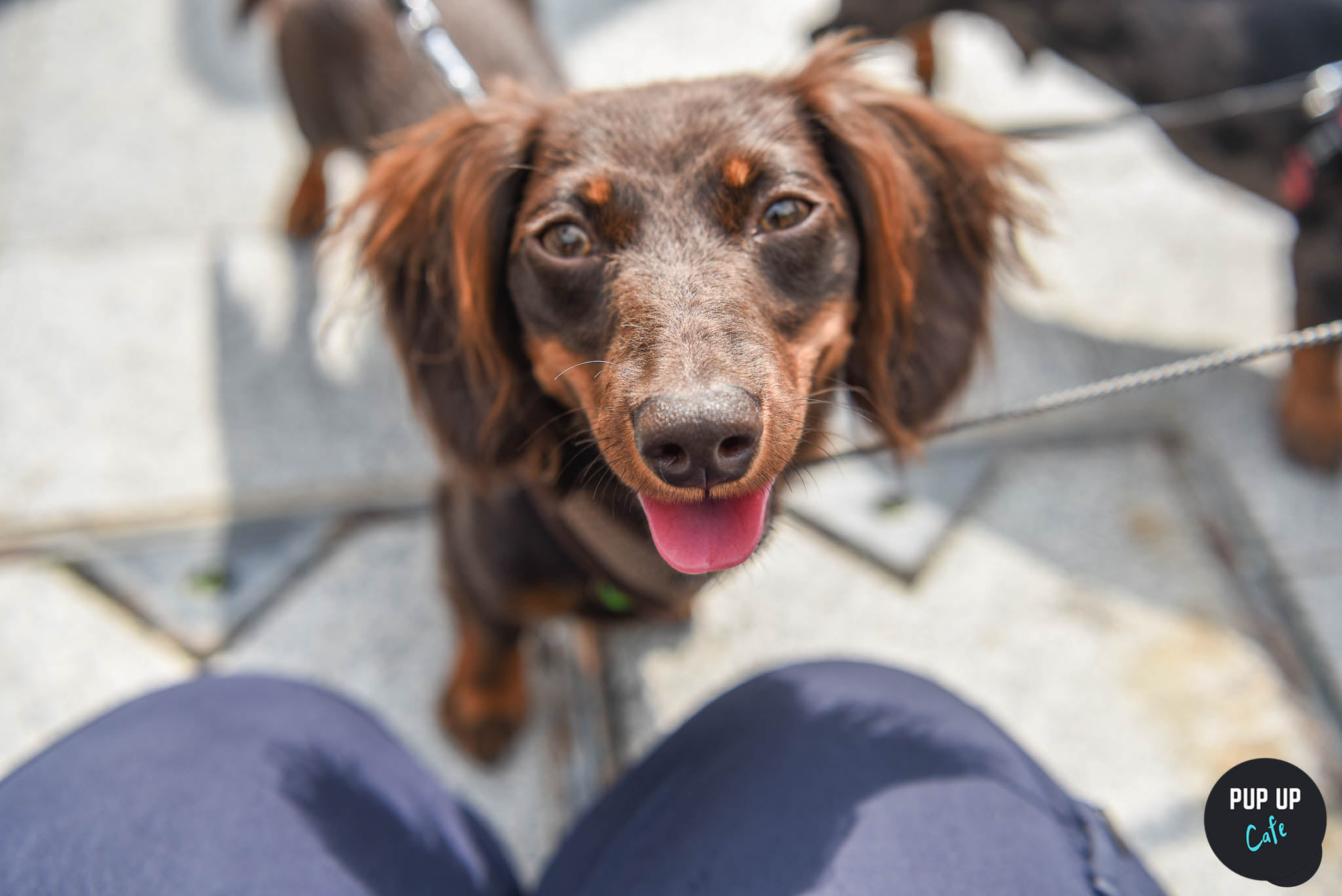 Dachshund Pup Up Cafe – London