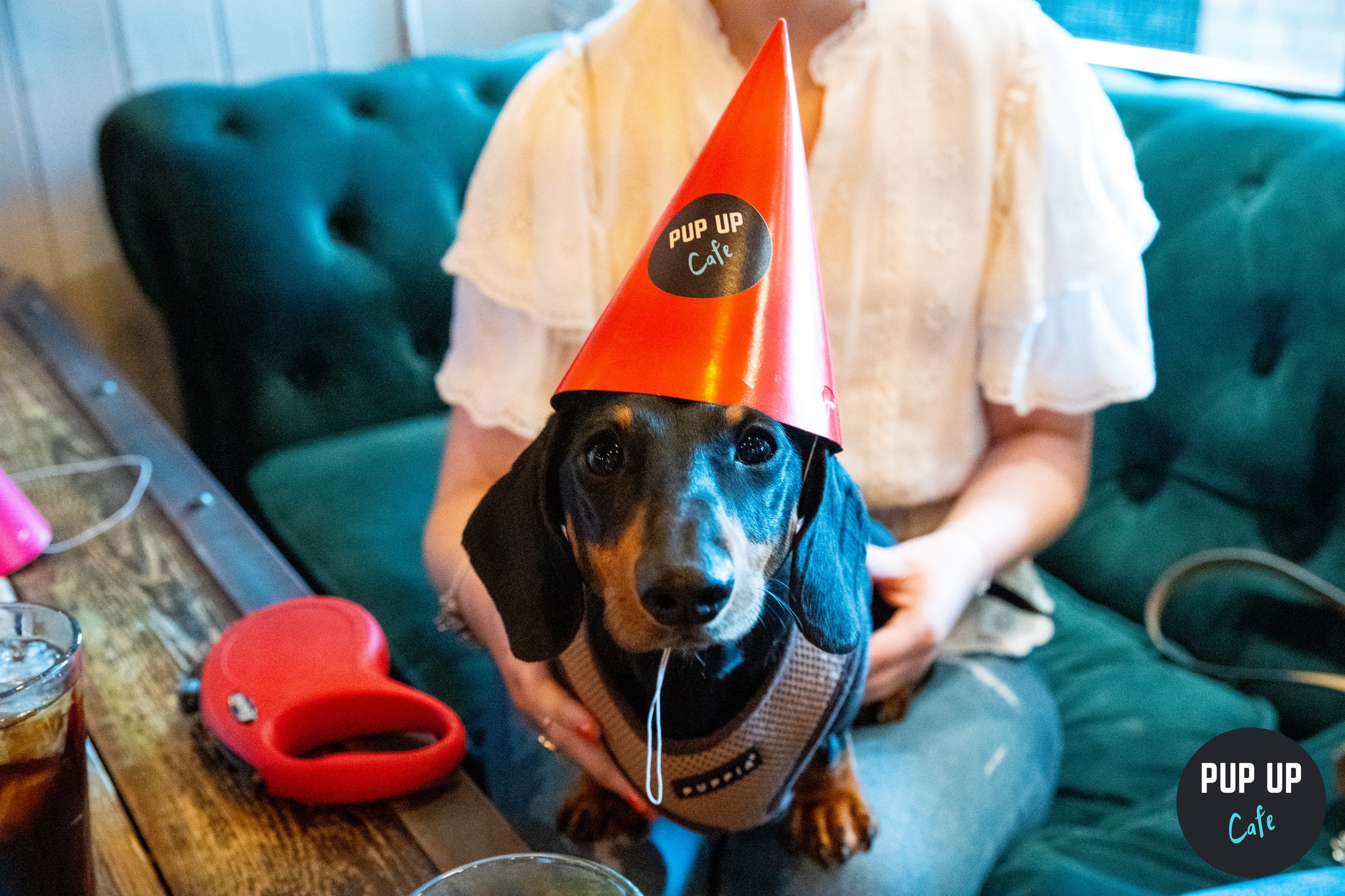 Dachshund Pup Up Cafe – Torquay