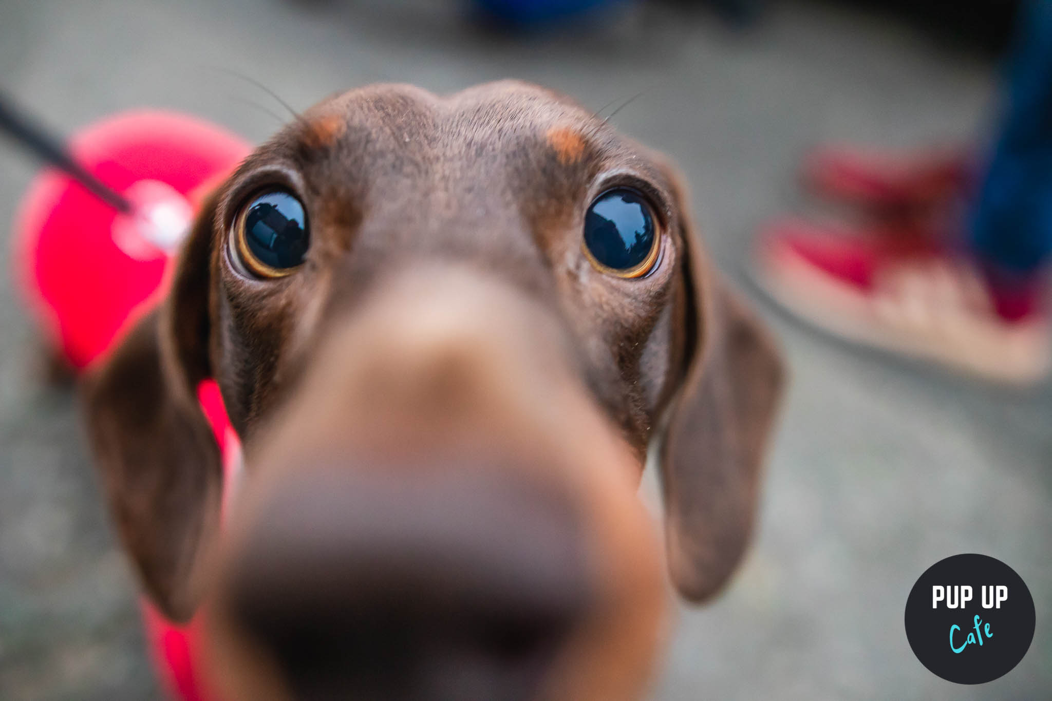 Dachshund Pup Up Cafe – Bath