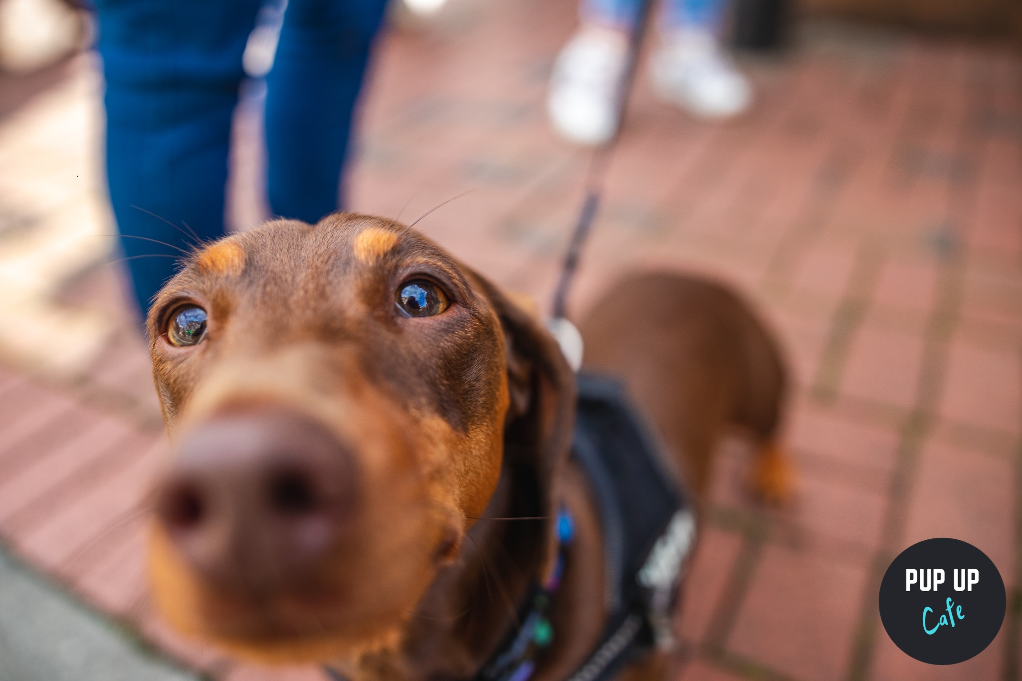 Dachshund Pup Up Cafe – Southend