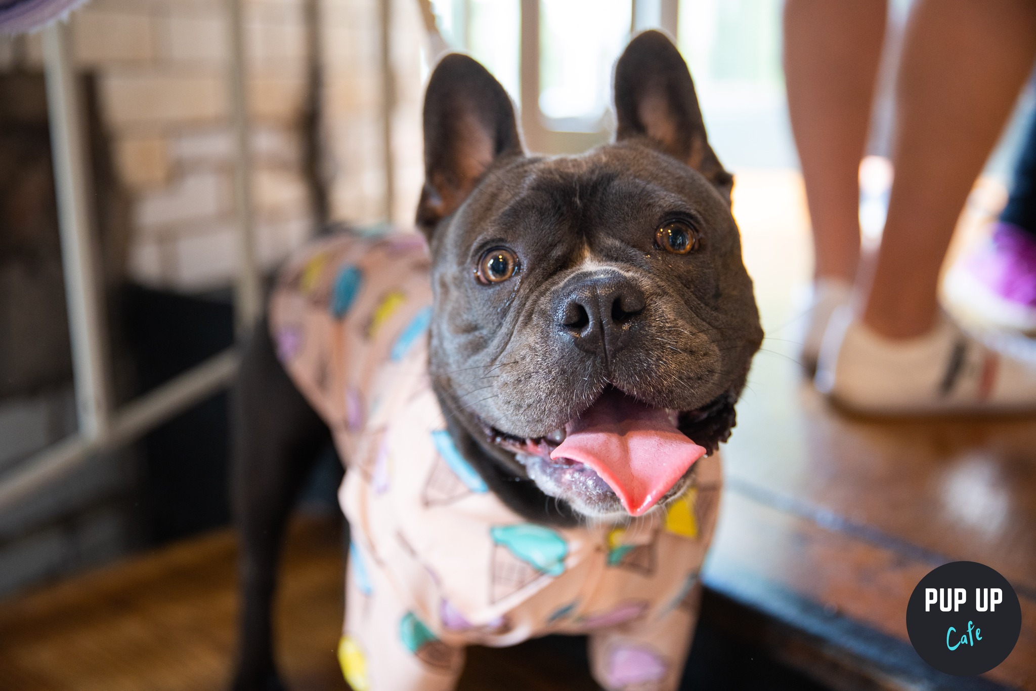 Frenchie Pup Up Cafe – Plymouth