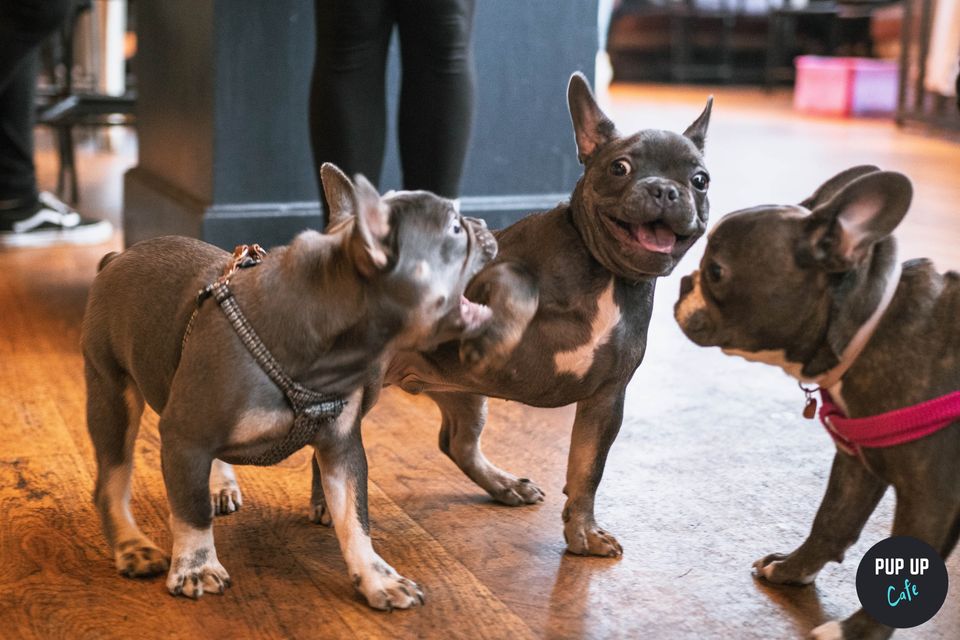 Frenchie Pup Up Cafe – Reading