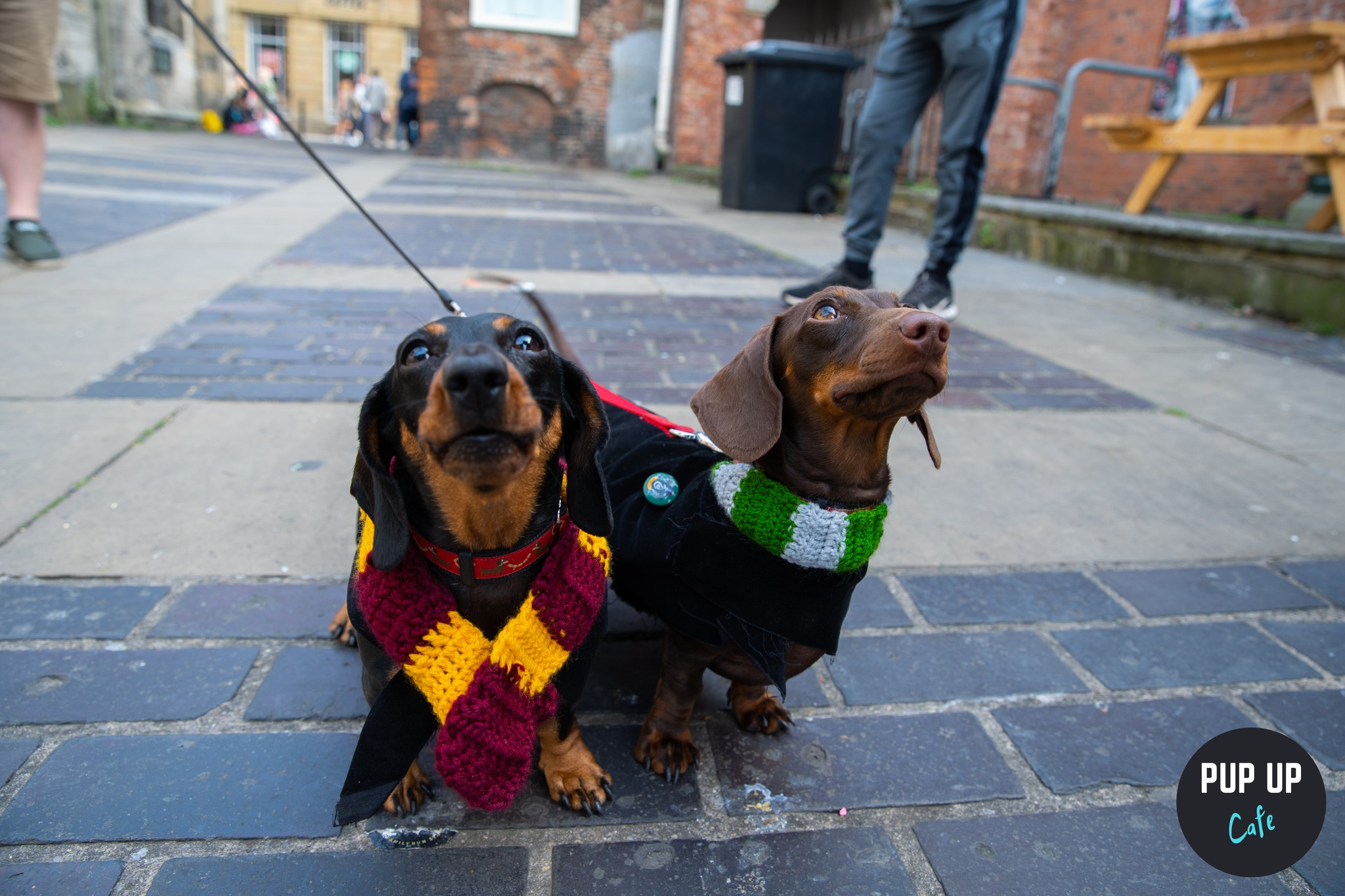 Dachshund Pup Up Cafe – Edinburgh