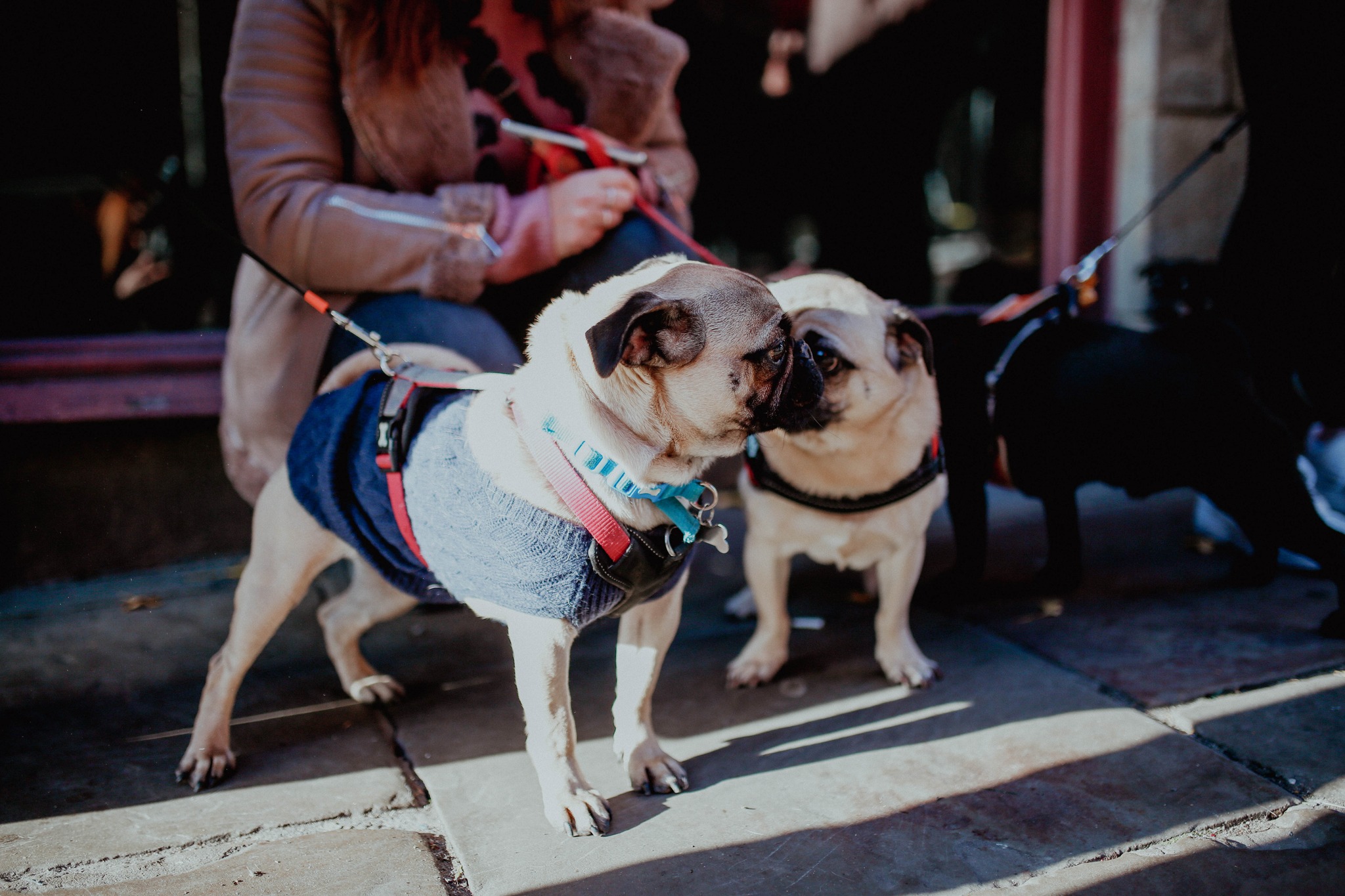 Pug Pup Up Cafe – Manchester