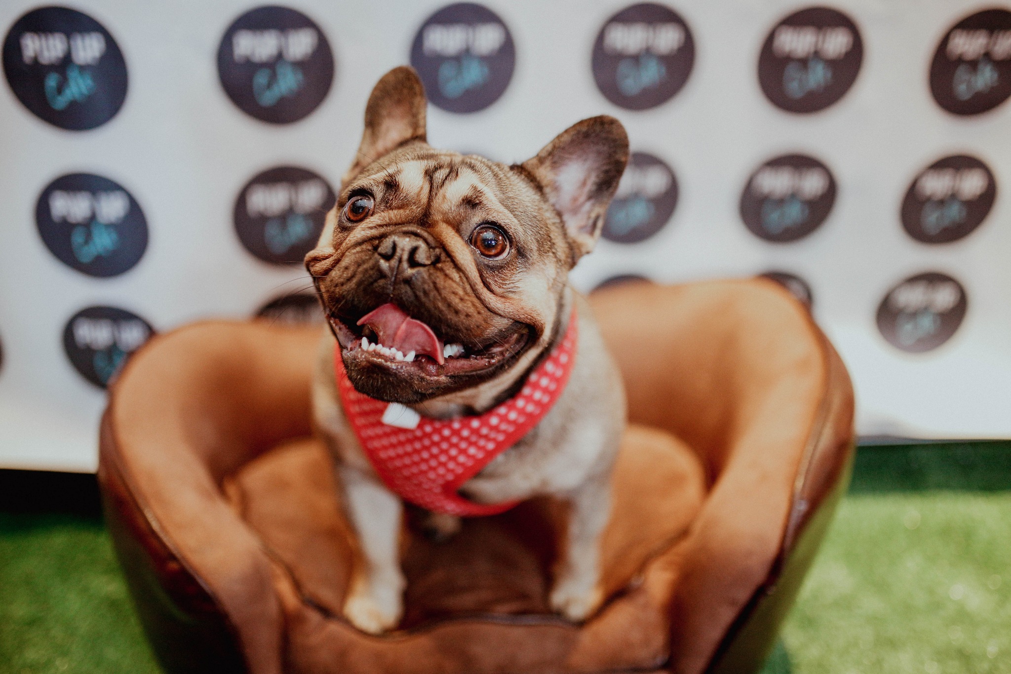 Frenchie Pup Up Cafe – Manchester